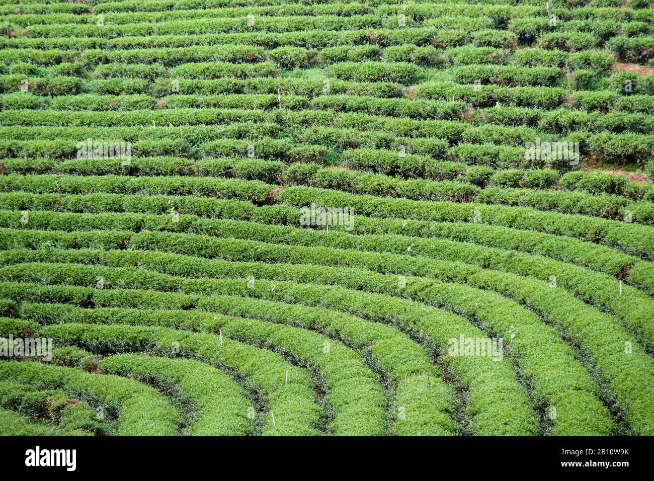 Teeplantage, Bao Loc, Provinz Lam Dong, Vietnam, Asien Stockfoto