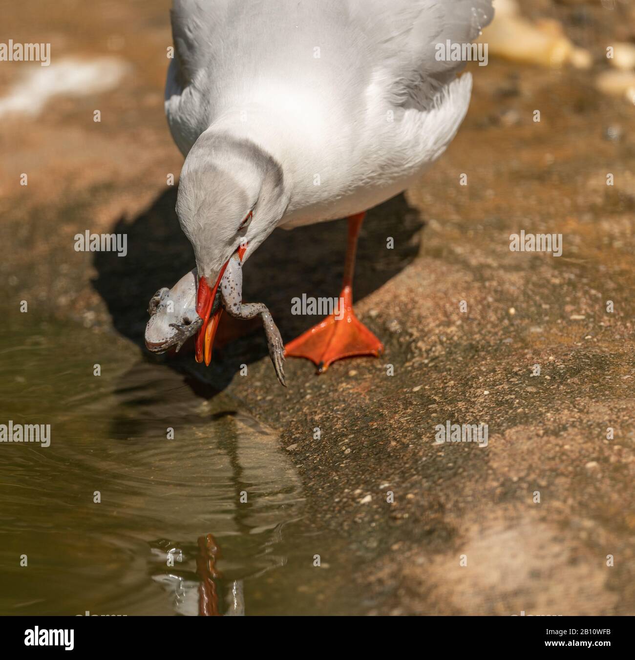 Möwe, die einen Frosch auf dem Boden mit Wasser isst, Zoo Stockfoto