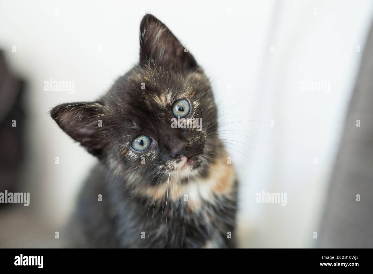 Kleine Kätzchen sehen neugierig aus Stockfoto