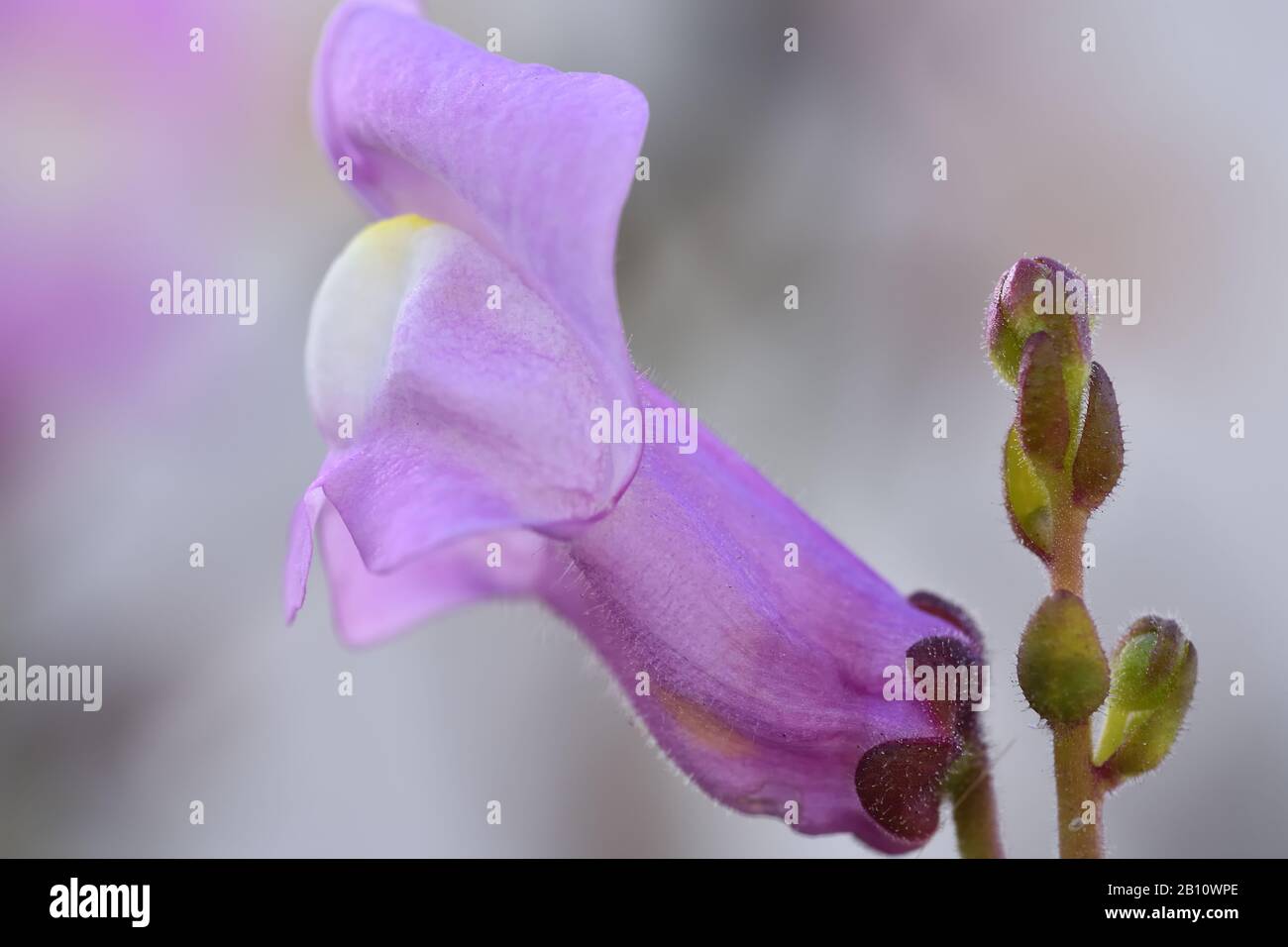 "Drachenmund, Kaninchen, Mundöffner oder Zapatico des Babys Jesus" (Antirrrhinum majus), rosa Blumen mediterranen Klimas, die den Frühling ankündigen Stockfoto