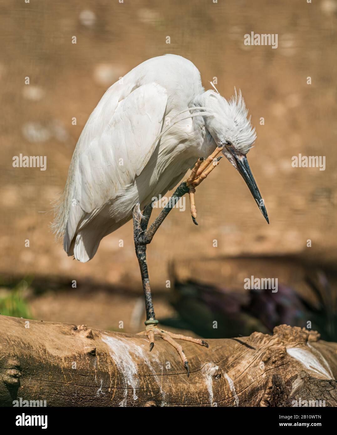 Weißes Egrett, das auf einem Bein auf dem Holzkarren steht und den Kopf kratzt, im Zoo Stockfoto