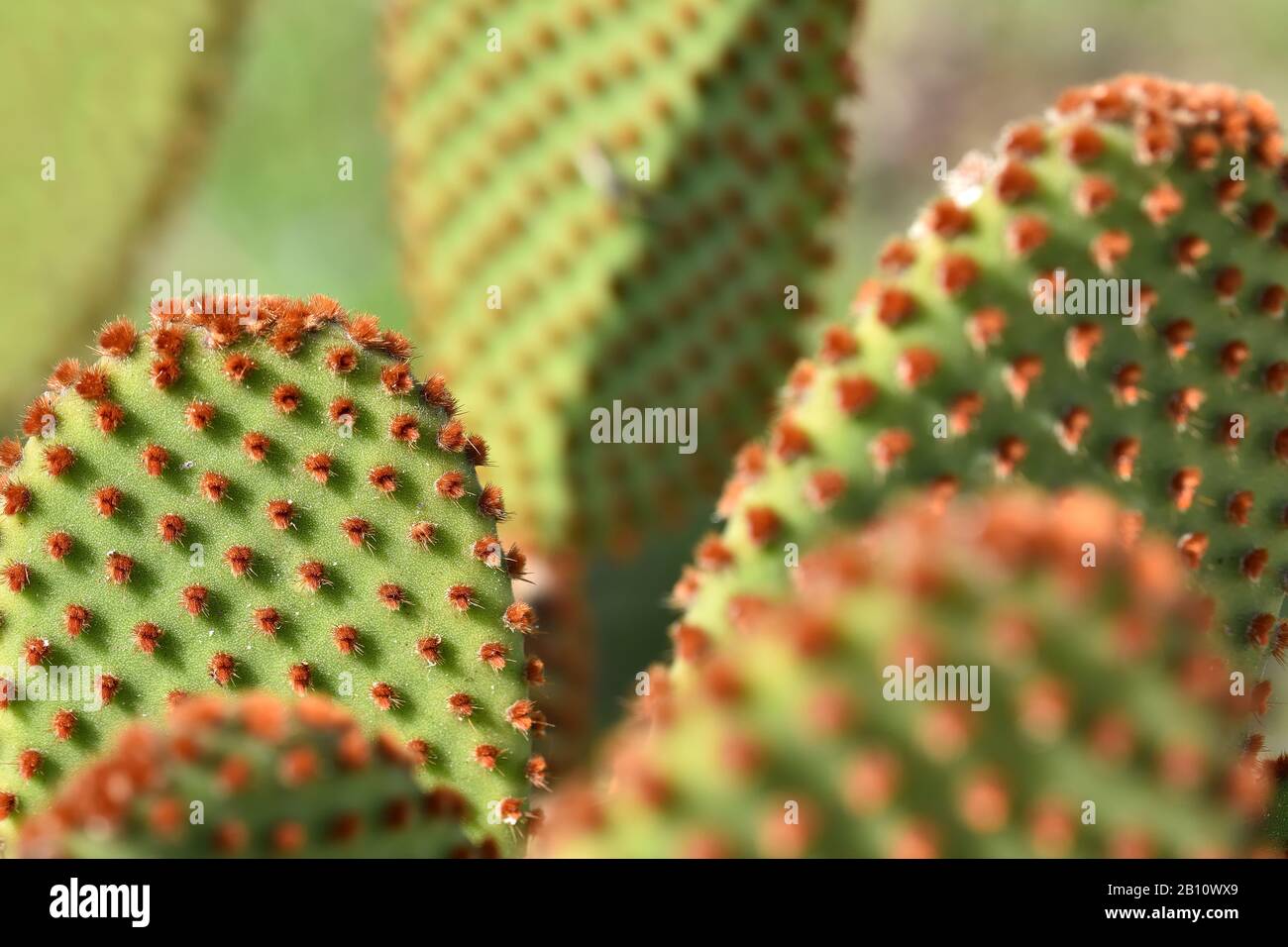 Bunte grne Kakteen mit kleinen roten Dornen Stockfotografie - Alamy