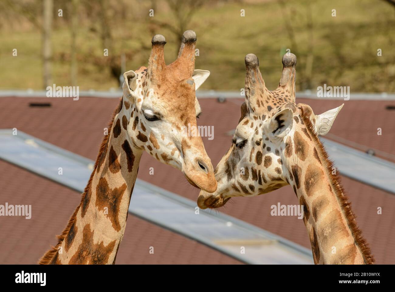 Leiter von zwei Giraffen, die sich im Zoo verbinden Stockfoto