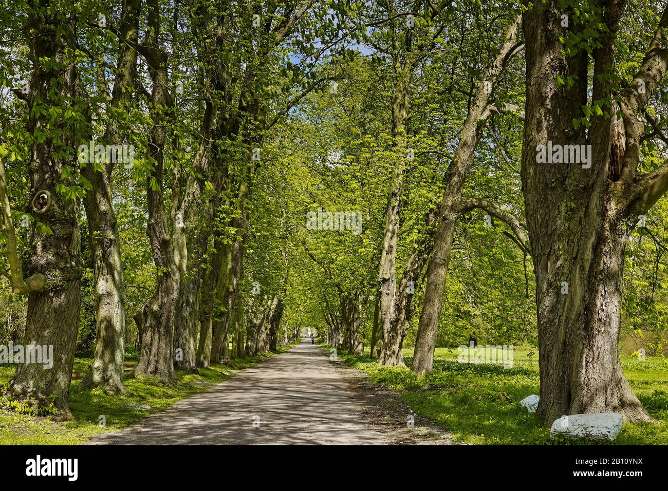 Kastanienallee im Schlosspark von Putbus, Rügen, Mecklenburg-Vorpommern, Deutschland Stockfoto