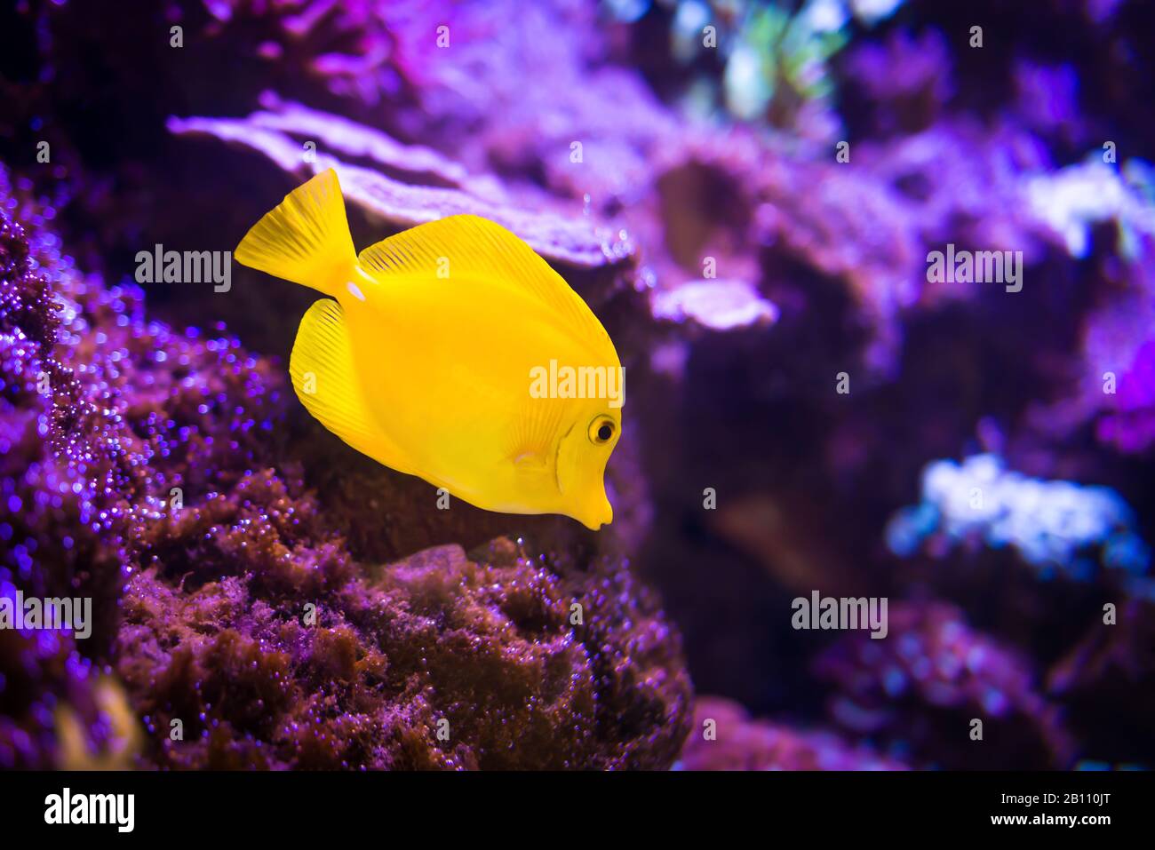 Gelbe Tang (Zebrasoma flavescens) Fische auf violettem Riffhintergrund. Beliebteste Salzwasseraquarienfische. Stockfoto