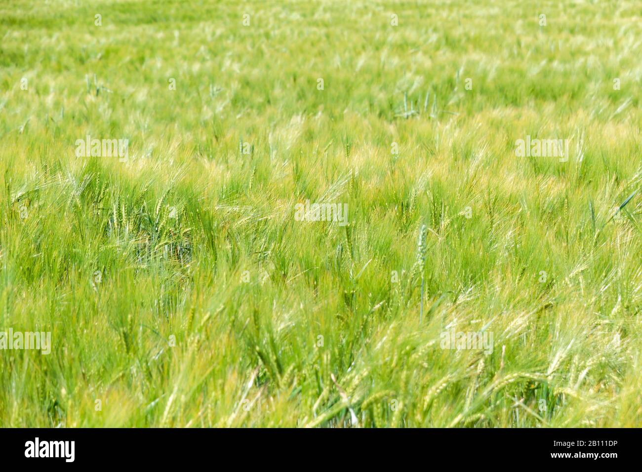 Gewellte Getreidewiese in Polen. Grüner Hintergrund. Stockfoto