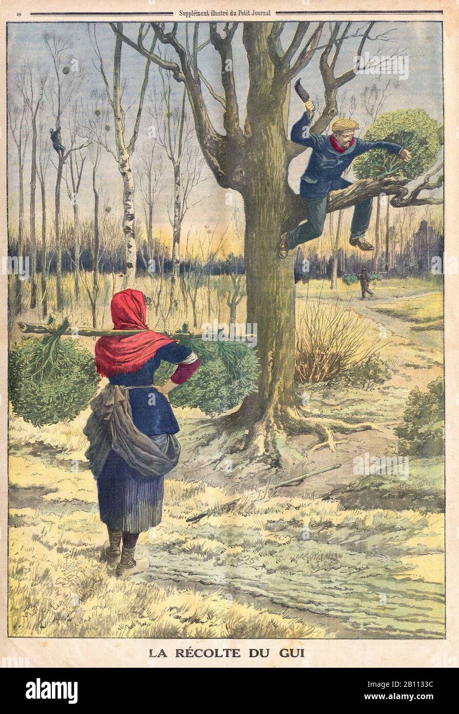 La Récole du gui - Die Mistelernte - In der französischen Illustrierten Zeitung "Le Petit Journal" - Stockfoto