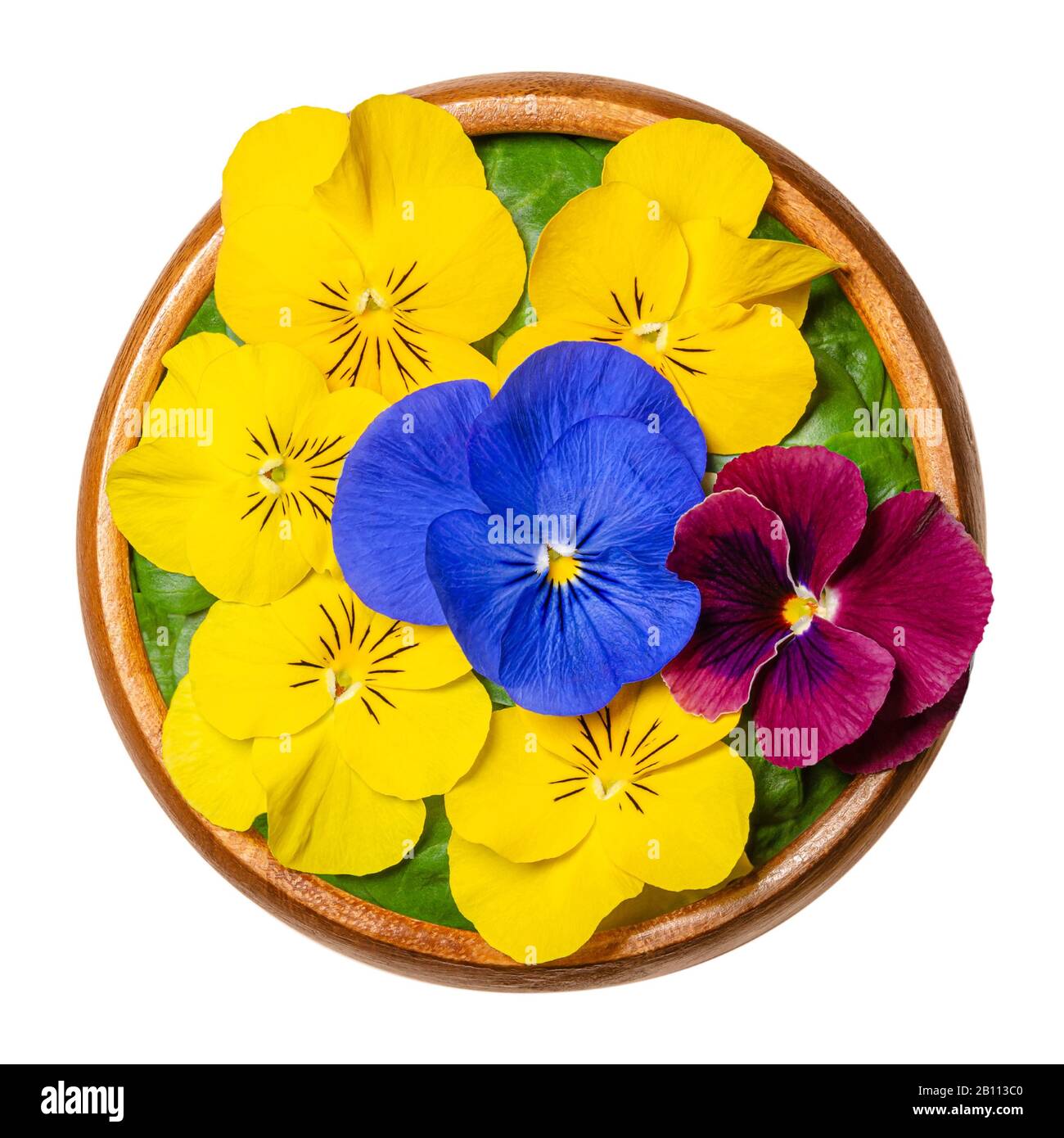 Frische essbare Blumen, geschorene Panse über Feldsalatblättern in Holzschale. Gelbe, violette und violette Blüten von Viola cornuta, geschoren violett. Stockfoto