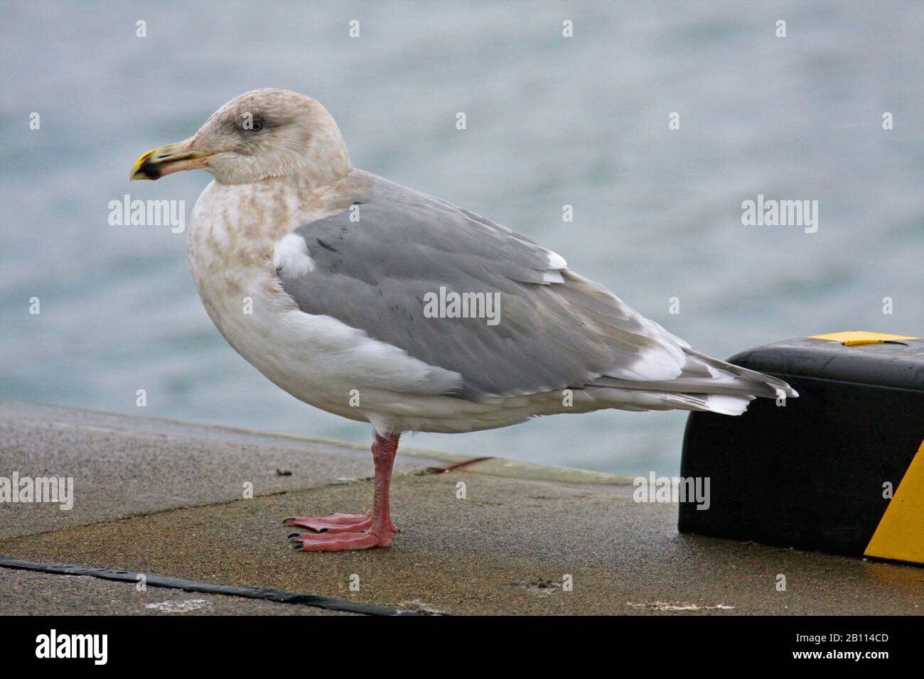 Glitzernde Möwe (Larus glaucescens), überwintert in Japan, Japan Stockfoto