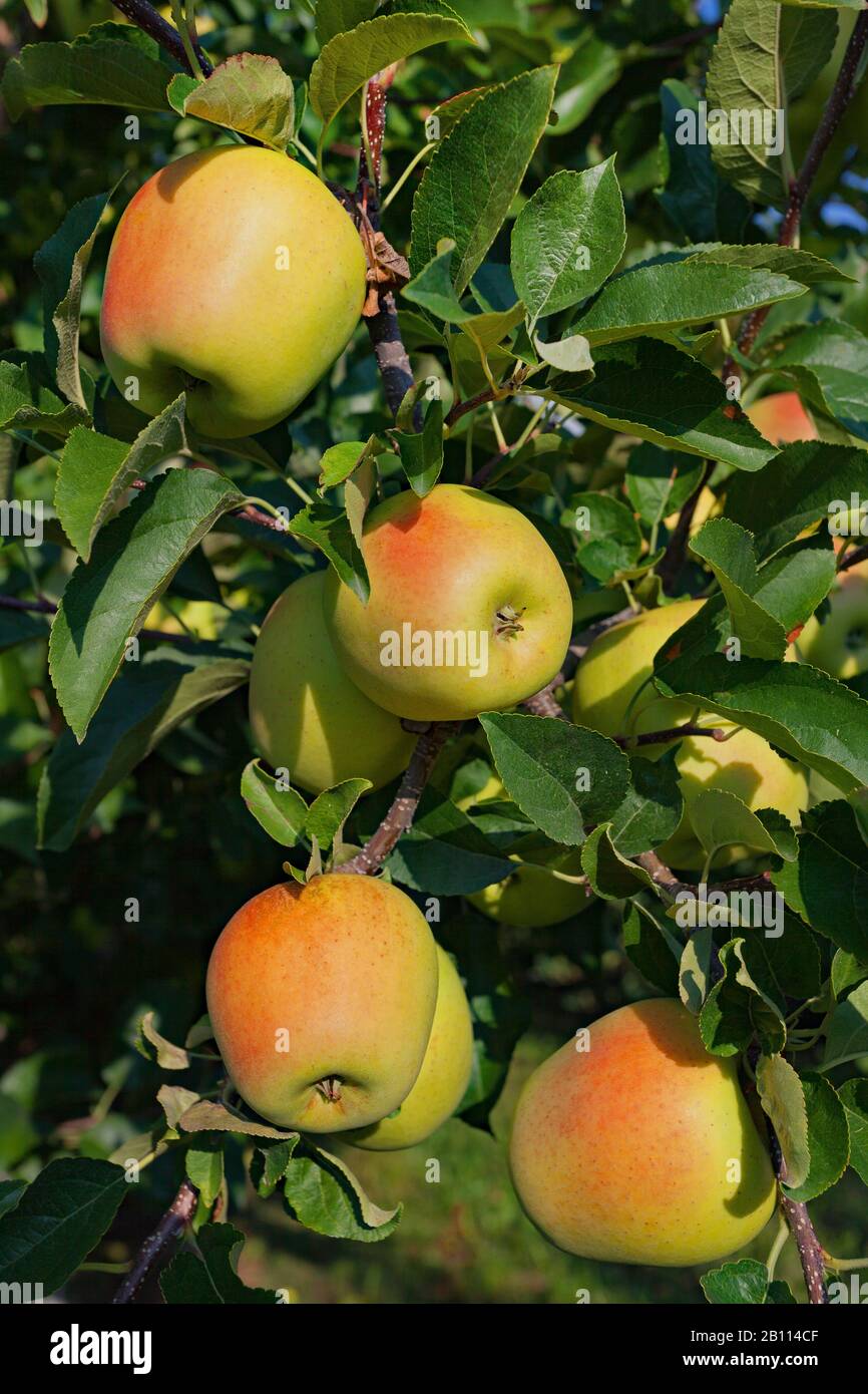 Apfelbaum (Malus domestica), bereit zum Ernten von Äpfeln an einem apfelbaum, Italien, Südtirol, Trentino Stockfoto