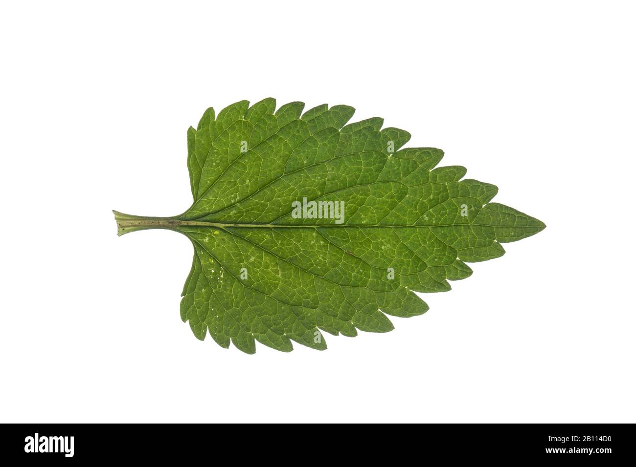 Weiße Totnessel, weiße Totnessel (Lamium-Album), Blatt, Ausschnitt, Deutschland Stockfoto