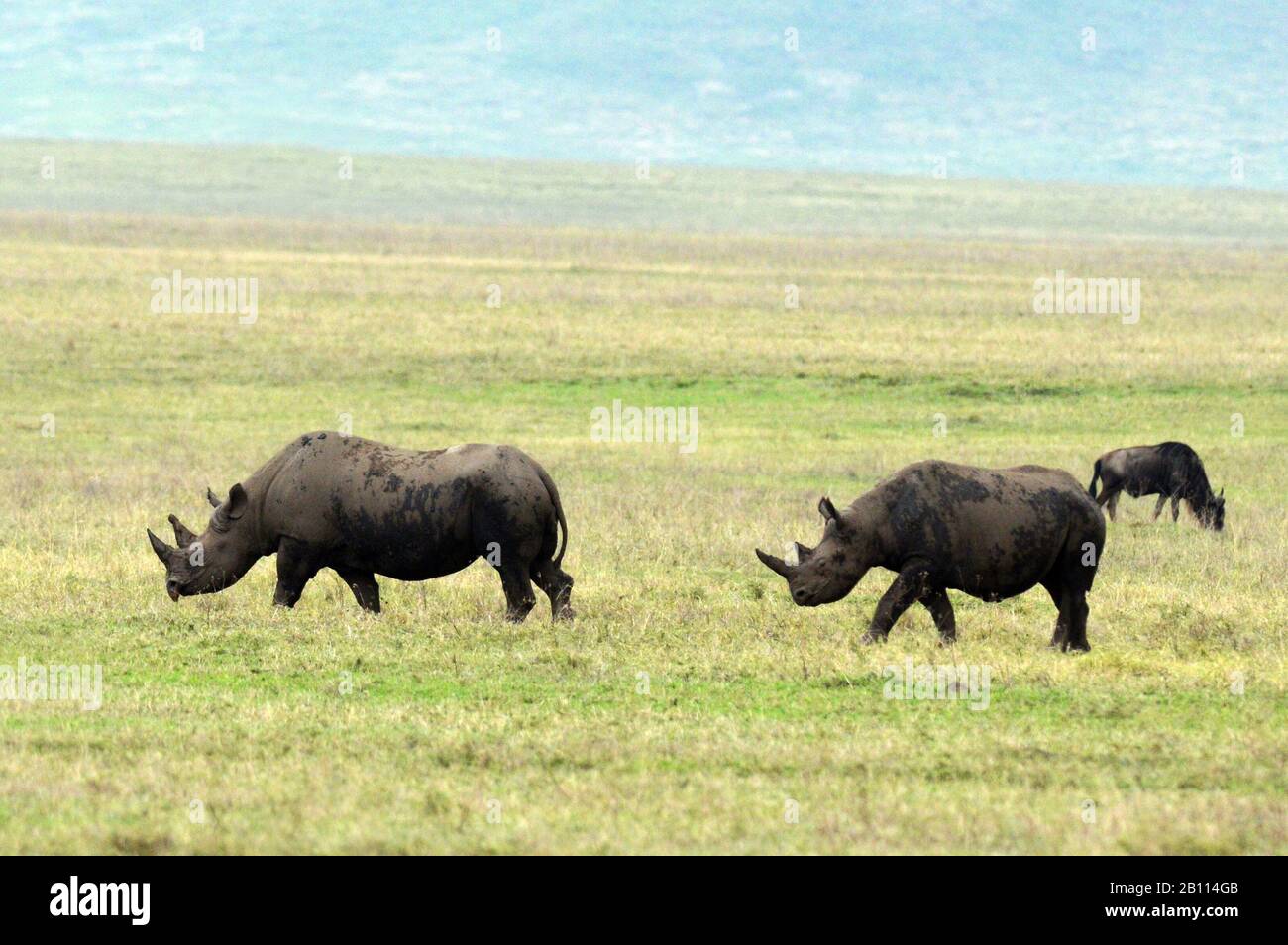 Schwarze Nashörner, hoked-lipped Nashorn, Nashorn (Diceros bicornis), zwei schwarze Nashörner in Savanne, Tansania, Ngorongoro-Krater Stockfoto