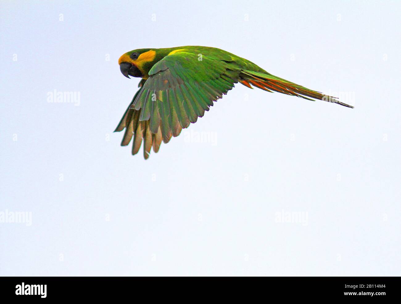 Gelbbauchzauber (Ognorhynchus icterotis), eine bedrohte Art der kolumbianischen Anden., Kolumbien Stockfoto