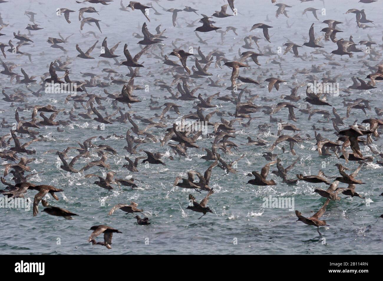 Kurzgeschirmtes Scherwasser (Puffinus tenuirostris), Futter, Japan, Hokkaido Stockfoto