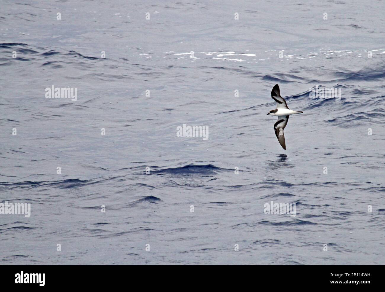 Bonin Petrel (Pterodroma hypoleuca), Flug über den Pazifischen Ozean, Japan Stockfoto