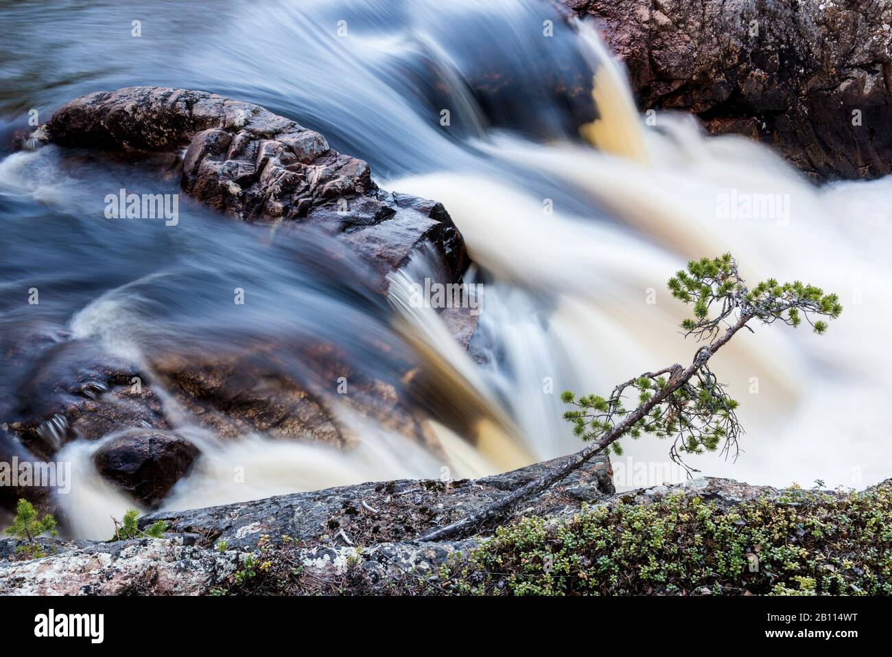 Rapid, Skandinavien, Schweden, Muddus NP Stockfoto