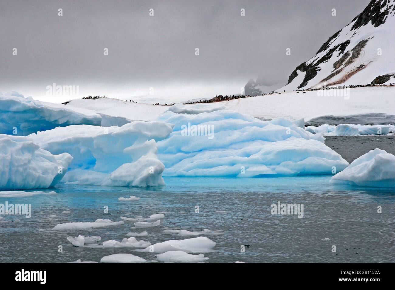 Eisberge an der Küste, Antarktis, Cuverville Island, Cuverville Stockfoto