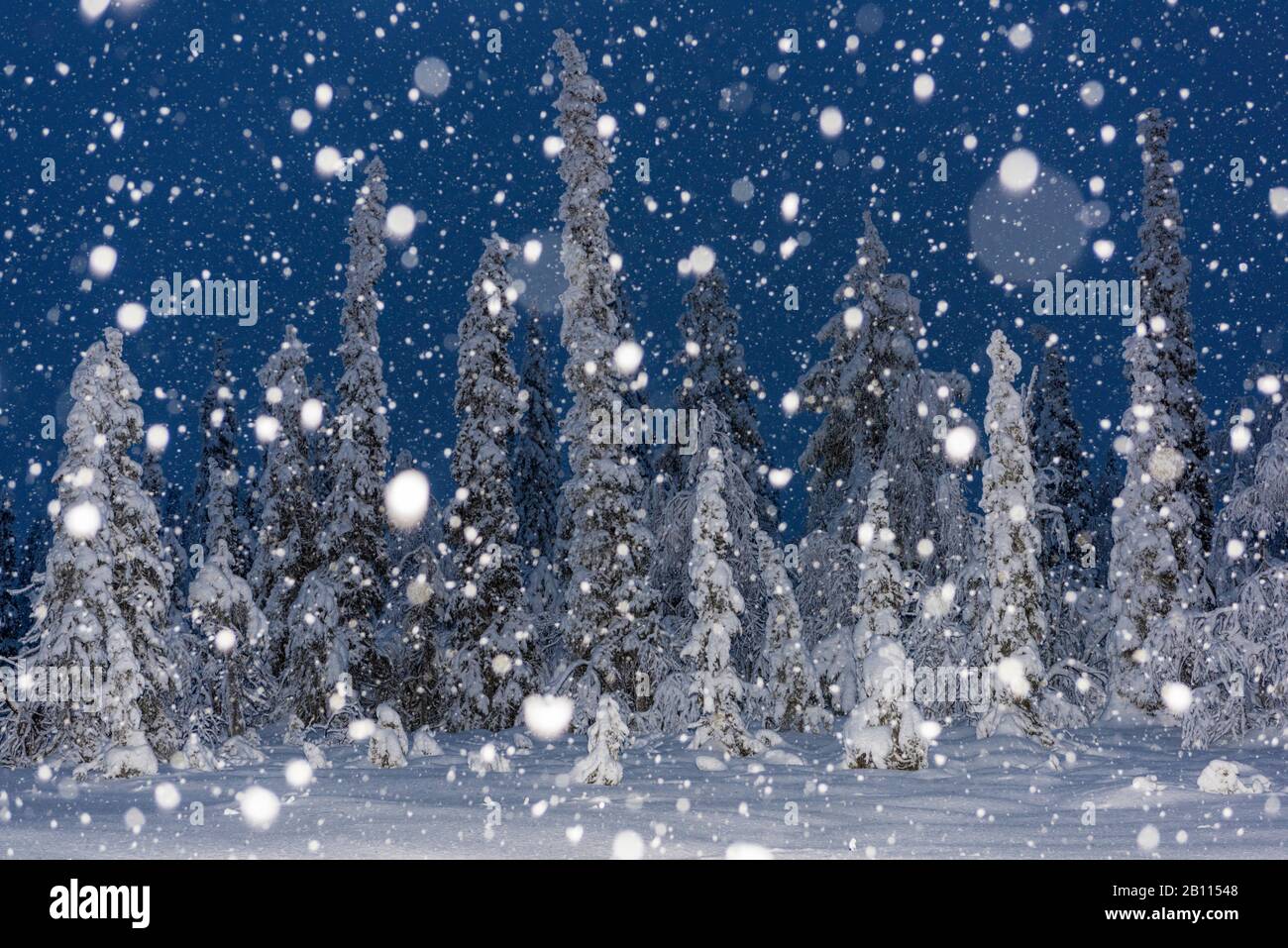Schneefall in der Nacht im Stubba-Naturreservat, Skandinavien, Lappland, Norrbotten Stockfoto