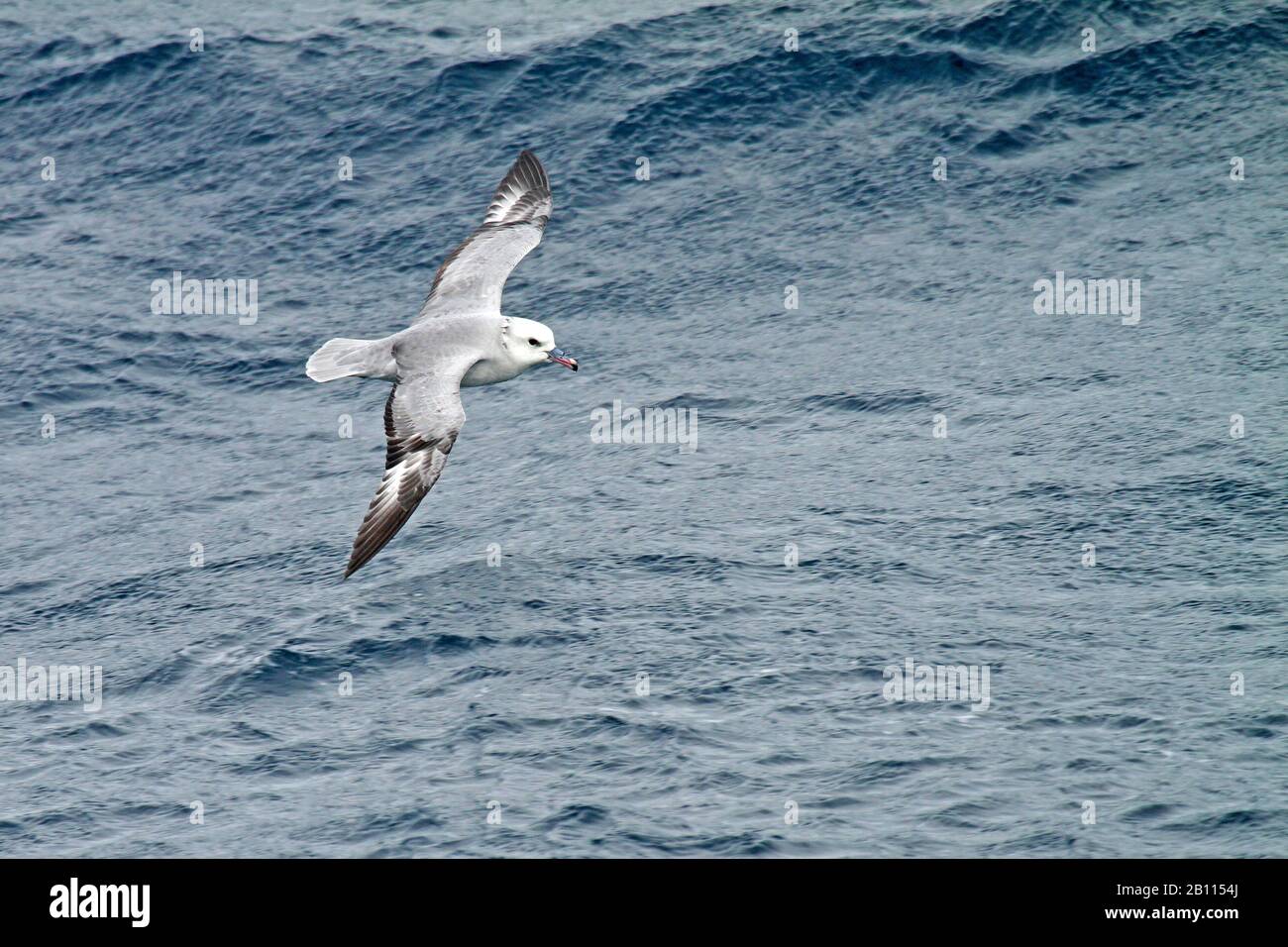 Südfulmar (Fulmarus glacialoides), der über den südlichen Atlantik, die Antarktis, fliegt Stockfoto