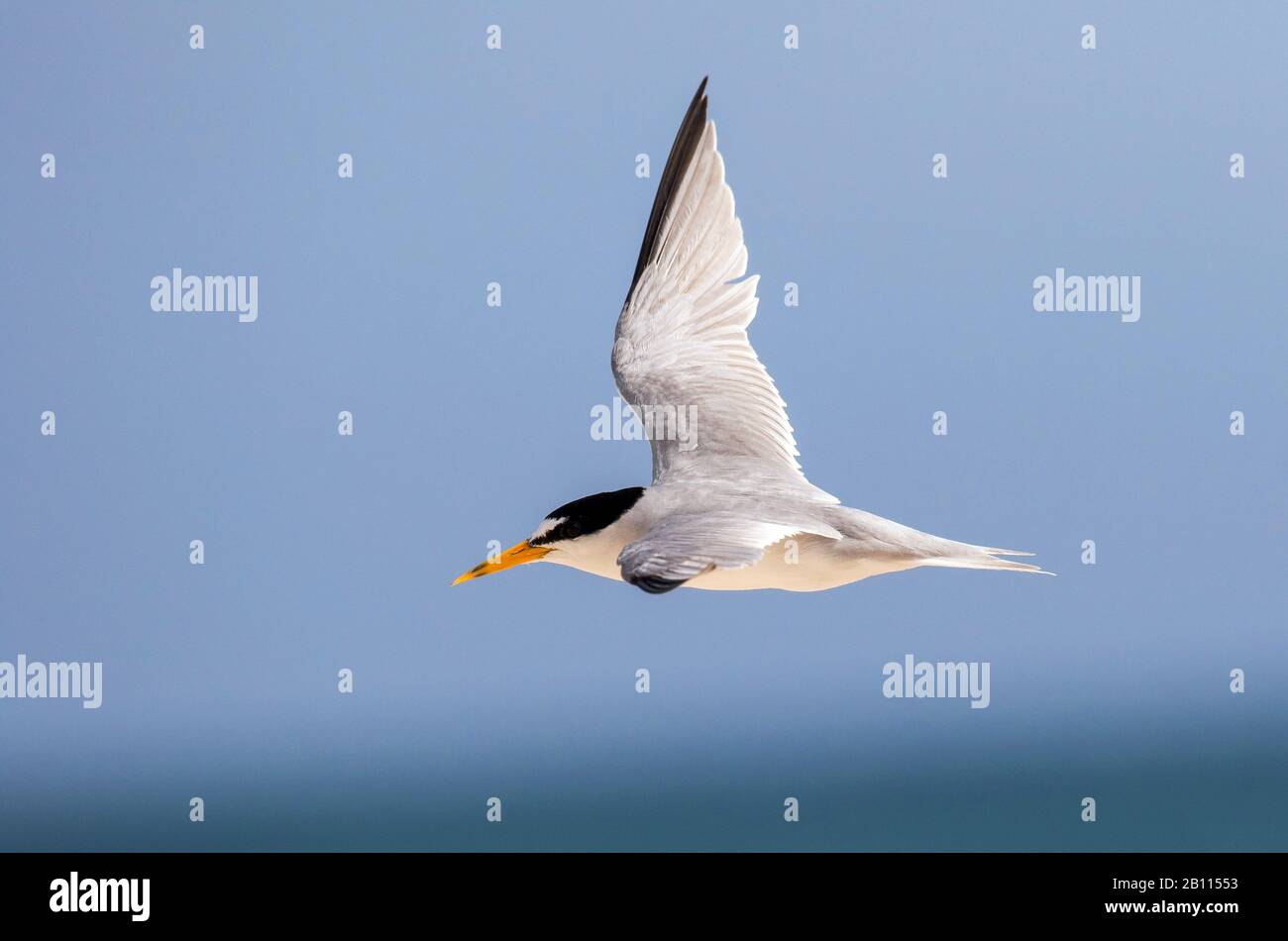 Am wenigsten tern (Sternula antillarum, Sterna antillarum), im Flug, Antigua und Barbuda Stockfoto