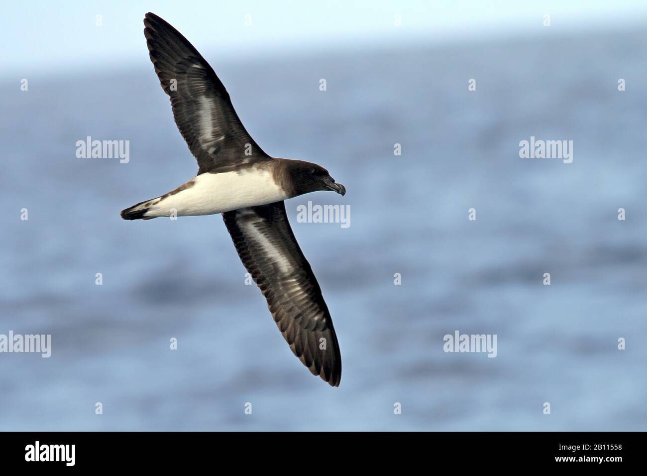 Tahiti Petrel (Pseudobulweria rostrata), der über das Meer fliegt, Neukaledonien Stockfoto