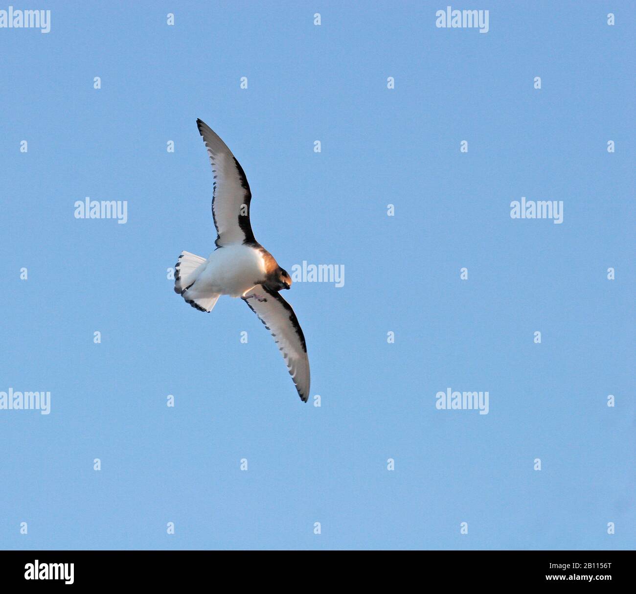 Antarktischer Petrel (Thalassoica antarktis), der über den südlichen Atlantischen Ozean, die Antarktis, fliegt Stockfoto