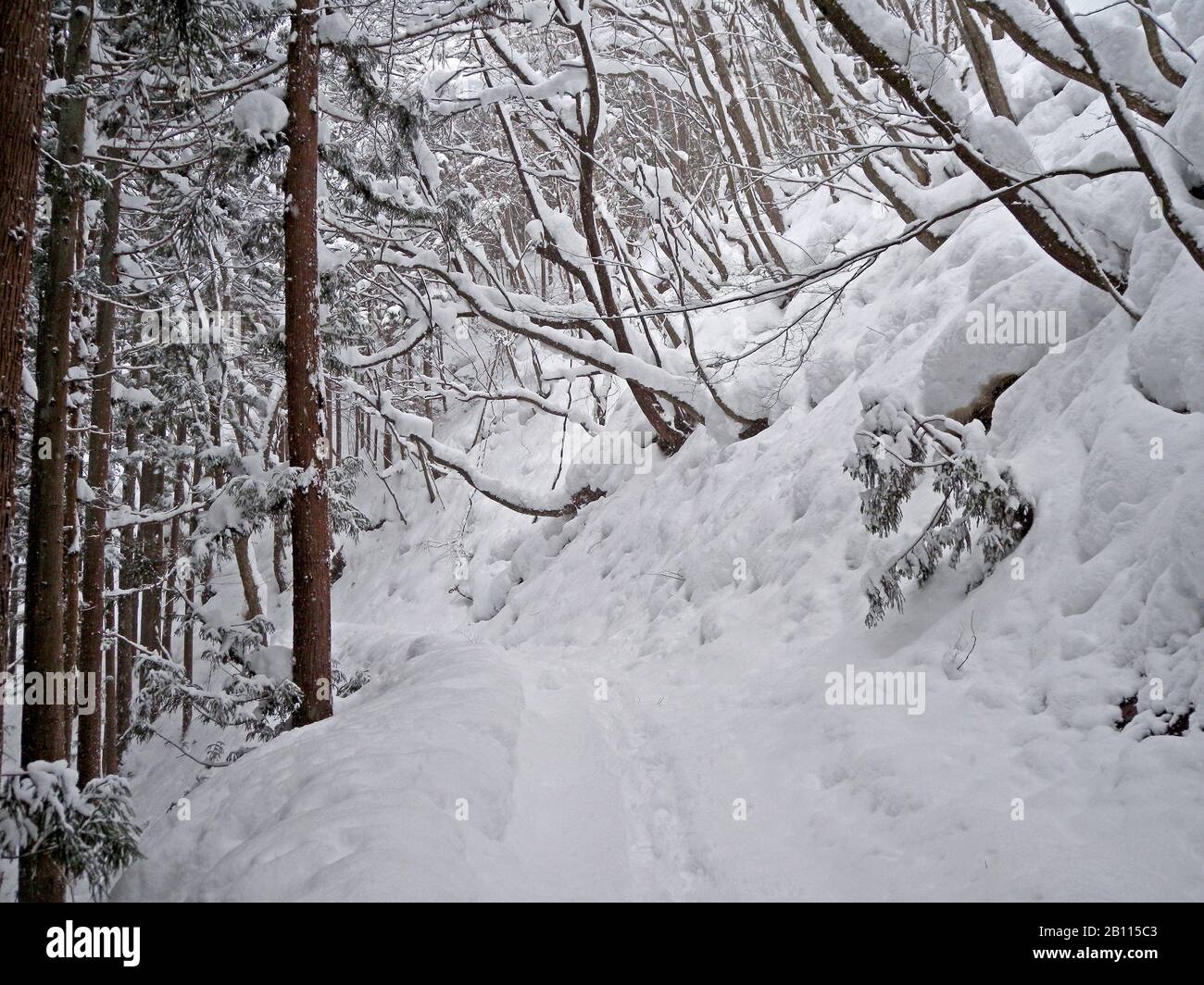 Winterholz in Japan, Japan Stockfoto