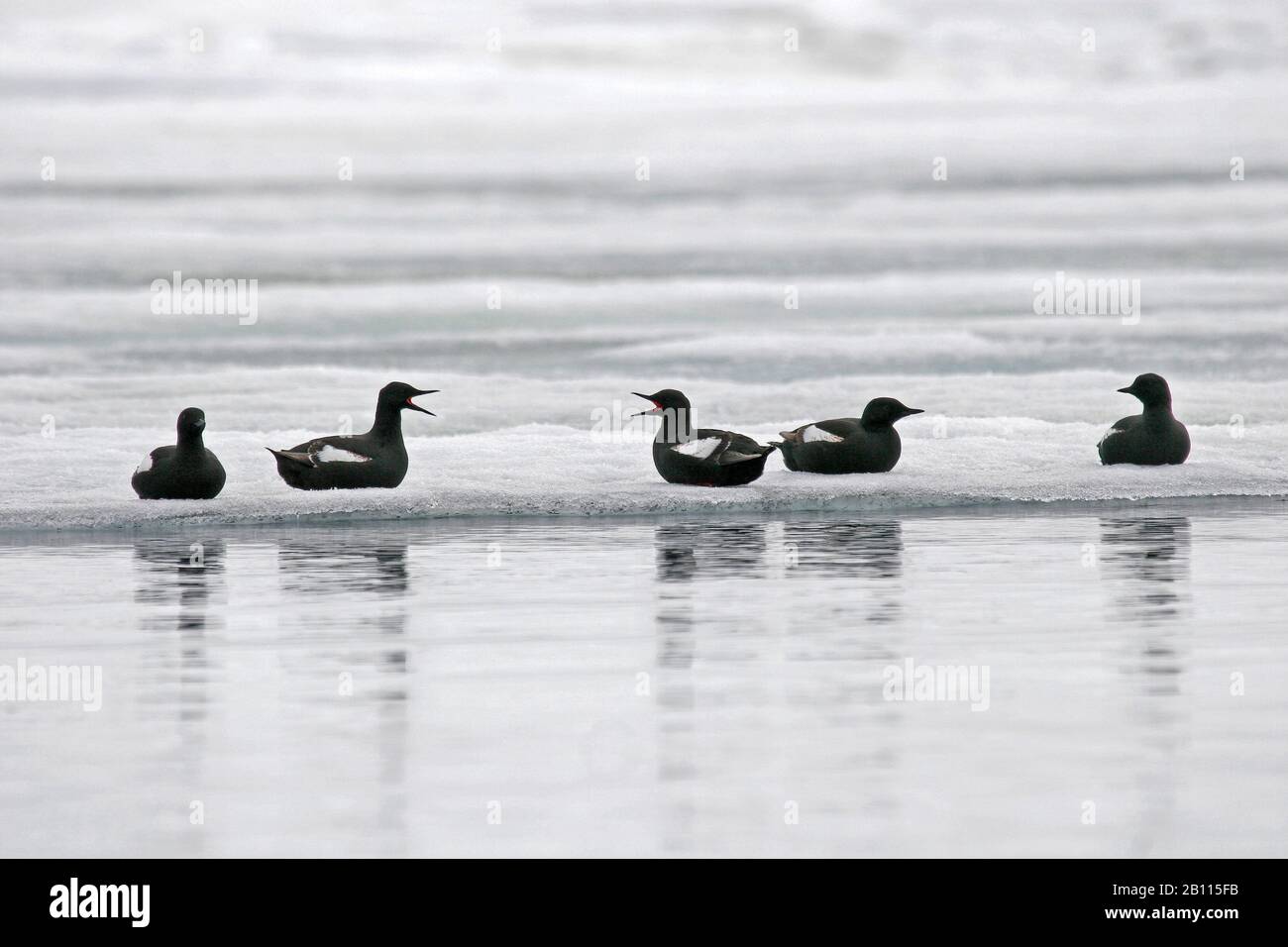 Black guillemot (Cepphus grylle), Truppe auf einem Eisfeld, Norwegen, Spitzbergen, Spitzbergen Inseln Stockfoto