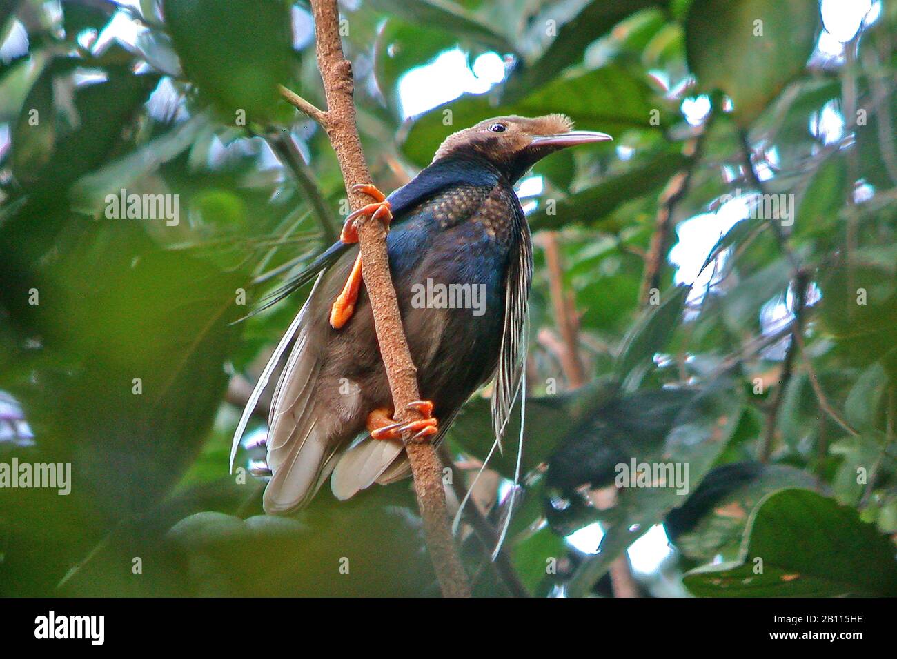 Wallaces Standardwing (Semioptera wallacii), männlich in der Überdachung des tropischen Regenwaldes auf Halmahera, Indonesien, Nord-Maluku, Halmahera Stockfoto