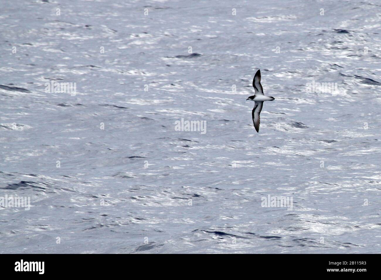 Collared Petrel (Pterodroma brevipes), im Flug über den südlichen Pazifischen Ozean, Neukaledonien, der über den Pazifischen Ozean fliegt Stockfoto