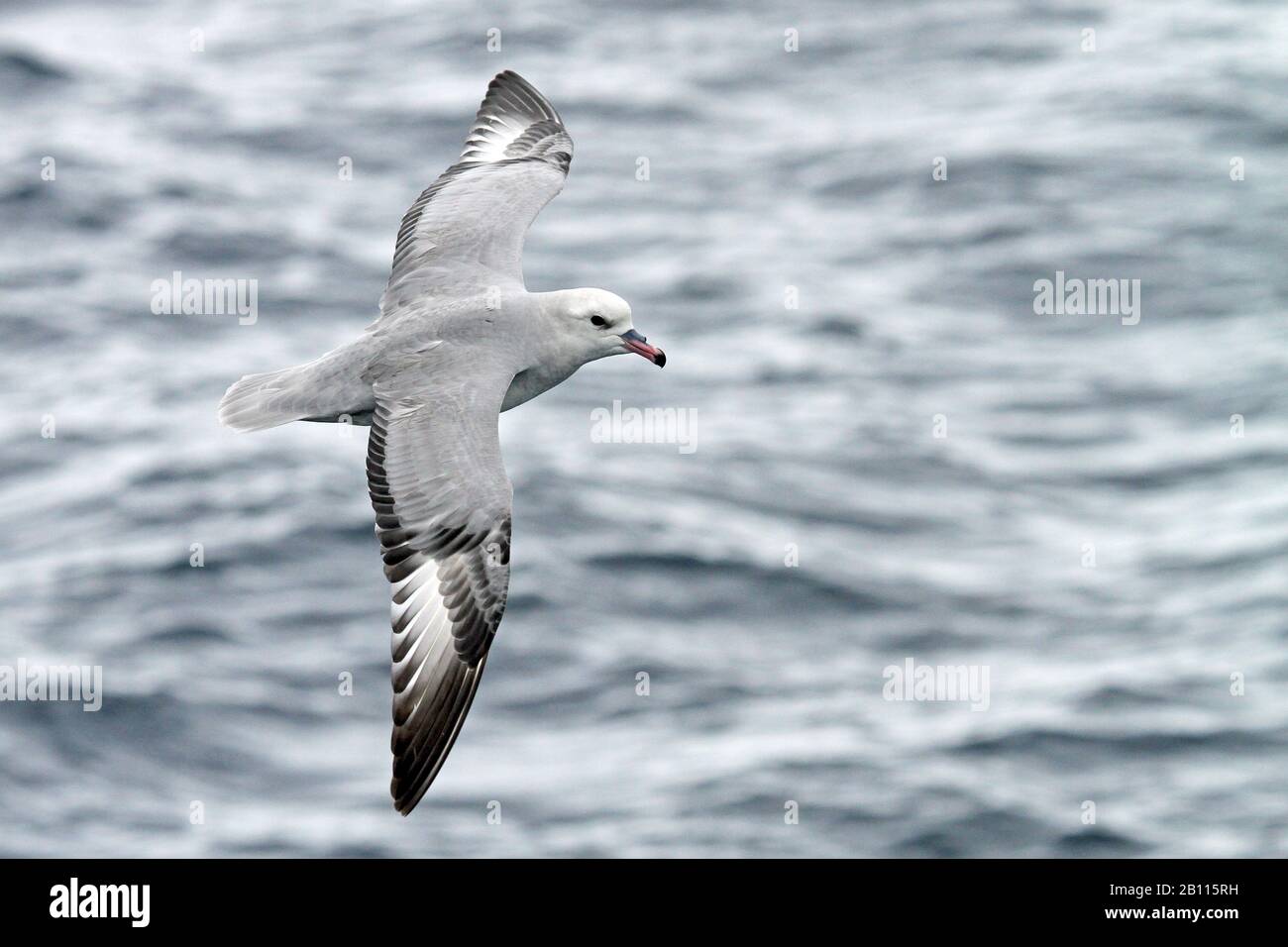 Südfulmar (Fulmarus glacialoides), der über den südlichen Atlantik, die Antarktis, fliegt Stockfoto