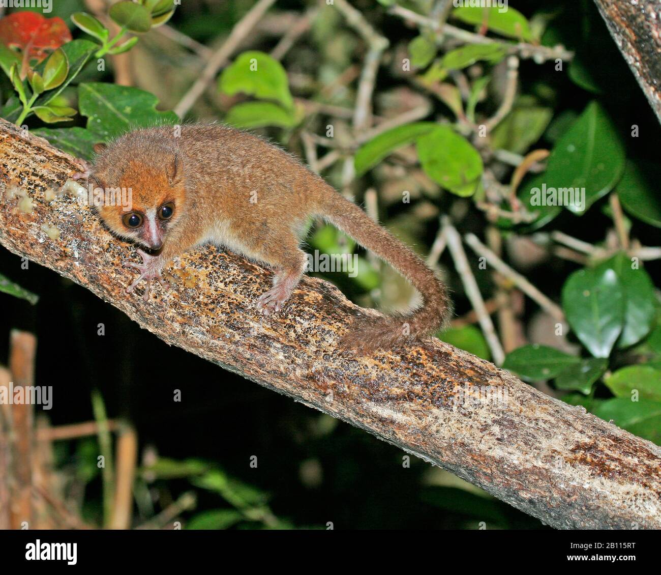 Roter Mauslemur (Microcebus rufus), sitzt auf einem Ast, Madagaskar Stockfoto