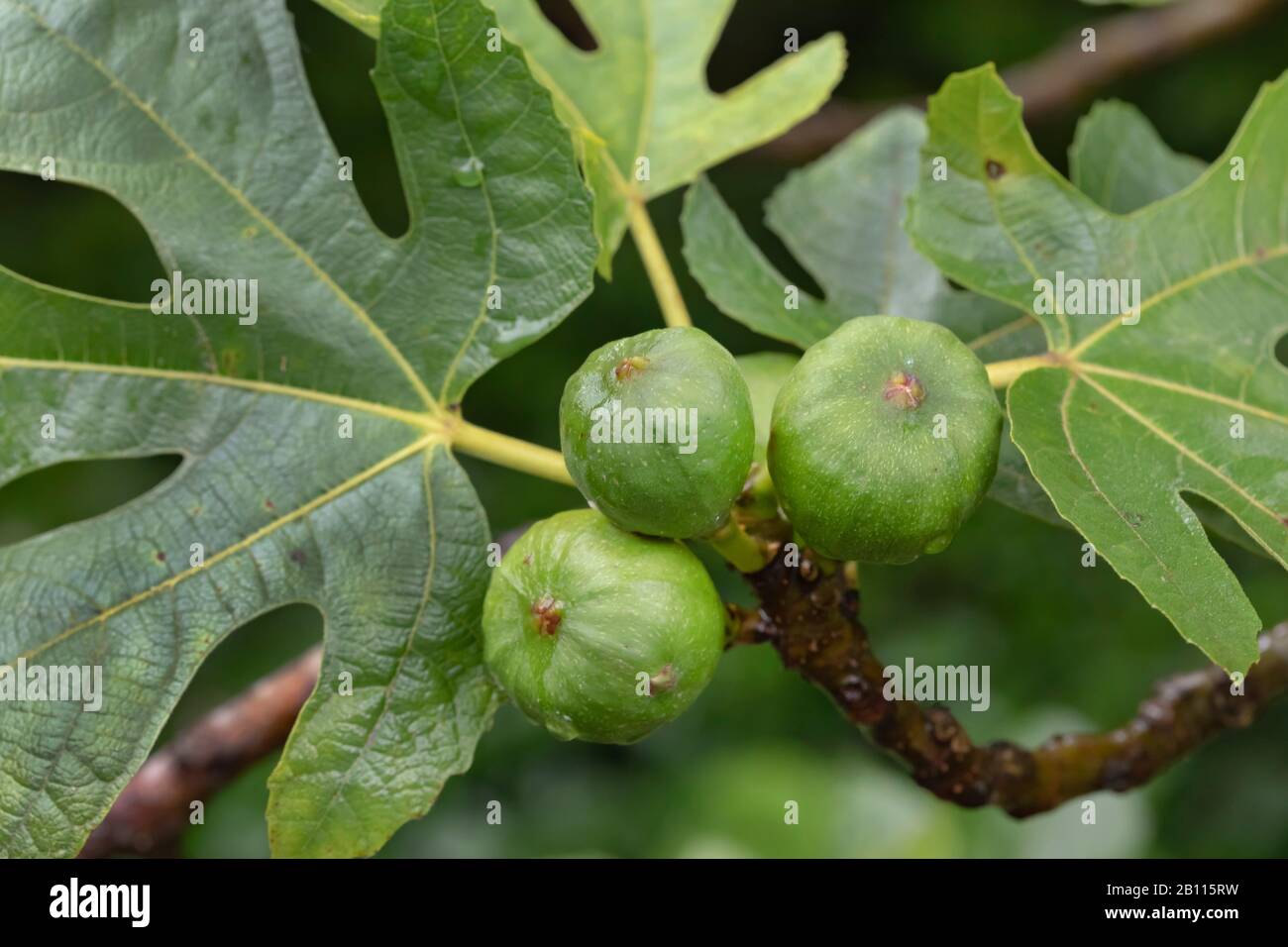 Essbare Feige, gemeine Feige, Figtree (Ficus carica), Zweig mit Feigen, Spanien Stockfoto
