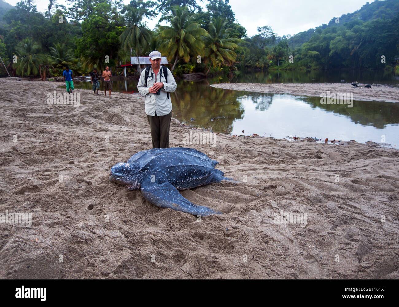 Lederschildkröte, Lederschildkröte, Kunstschildkröte, Luttenschildkröte (Dermochelys coriacea), größte lebende Schildkröte, Touristen, die die Schildkröte, Trinidad und Tobago, Trinidad, betrachten Stockfoto