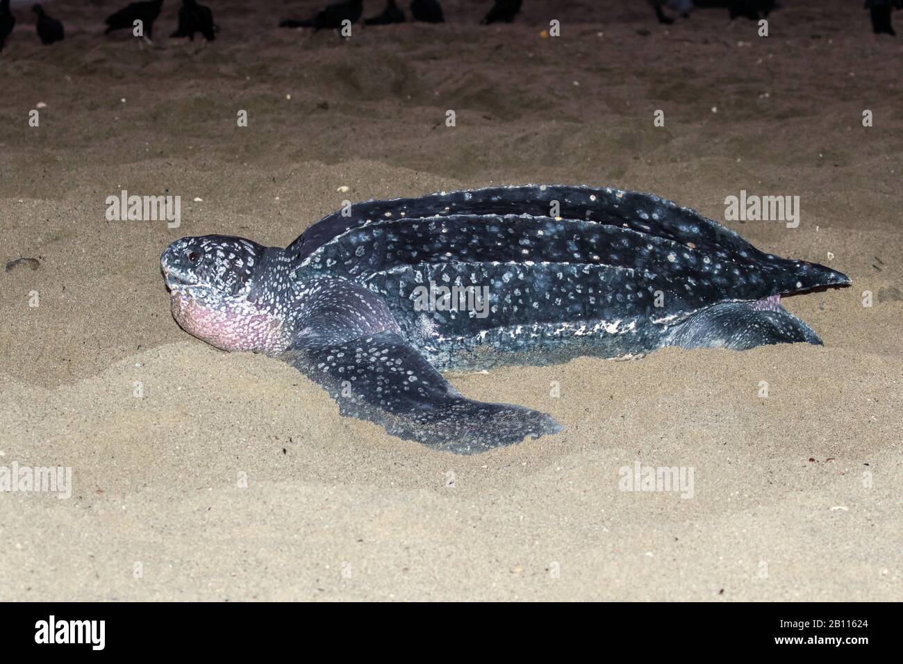 Lederschildkröte, Lederschildkröte, Kunstschildkröte, Luttenschildkröte (Dermochelys coriacea), größte lebende Schildkröte, am Strand, Trinidad und Tobago, Trinidad Stockfoto