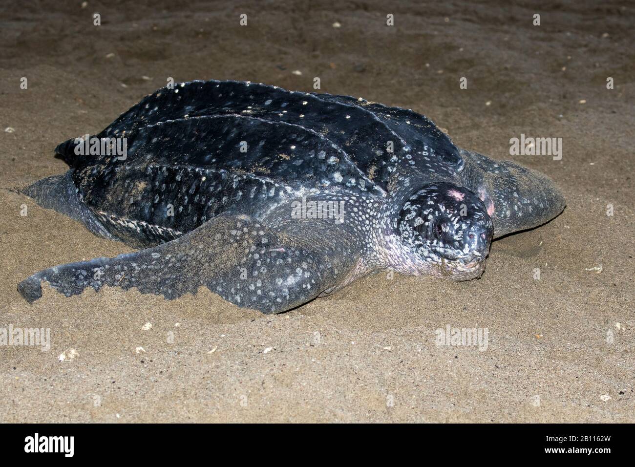 Lederschildkröte, Lederschildkröte, Kunstschildkröte, Luttenschildkröte (Dermochelys coriacea), größte lebende Schildkröte, am Strand, Trinidad und Tobago, Trinidad Stockfoto
