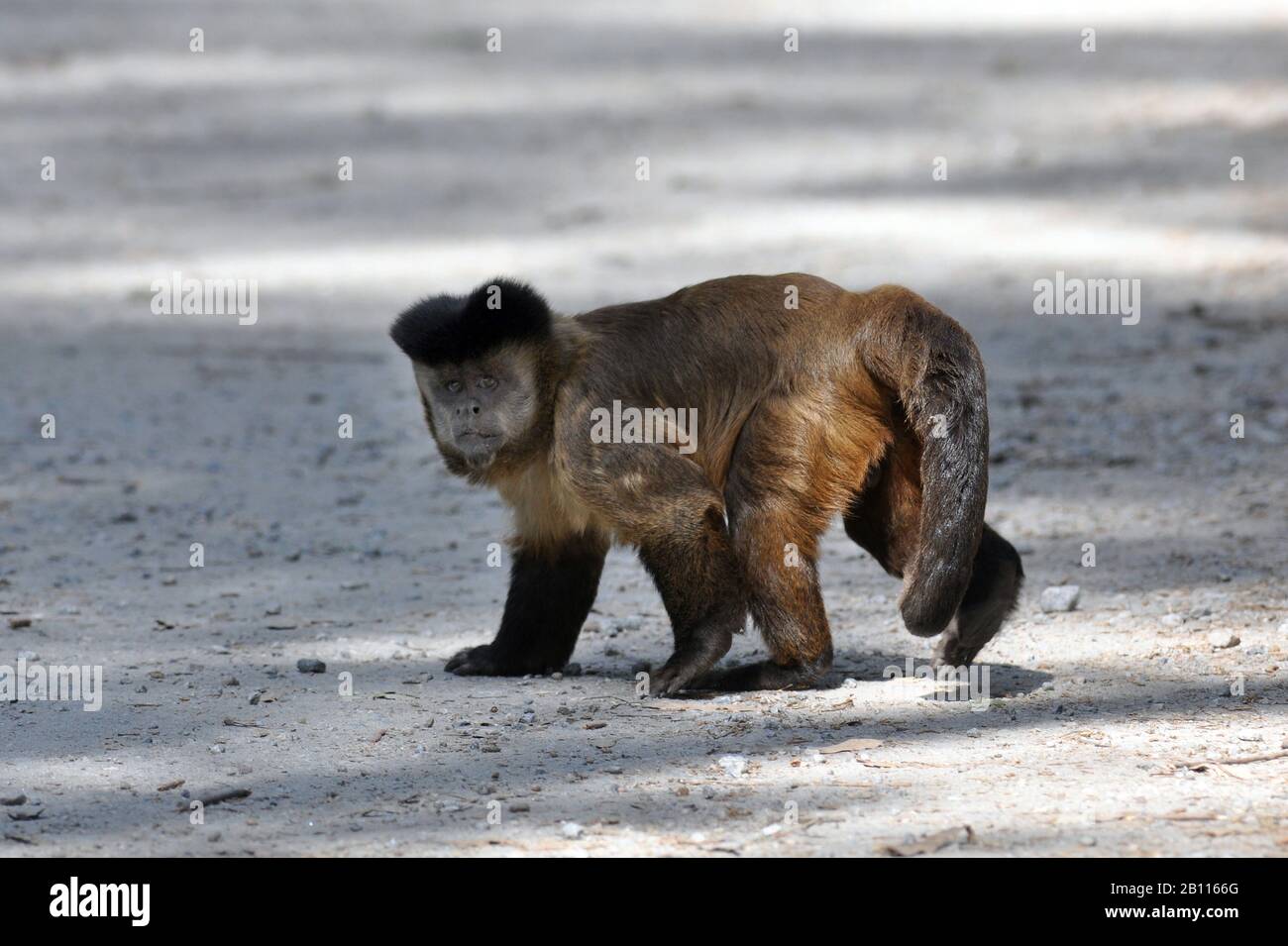 Schwarz gekappte Kapuziner, Brown-Kapuziner-Affe (Cebus apella), Spaziergänge auf dem Boden, Brasilien, Pantanal Stockfoto