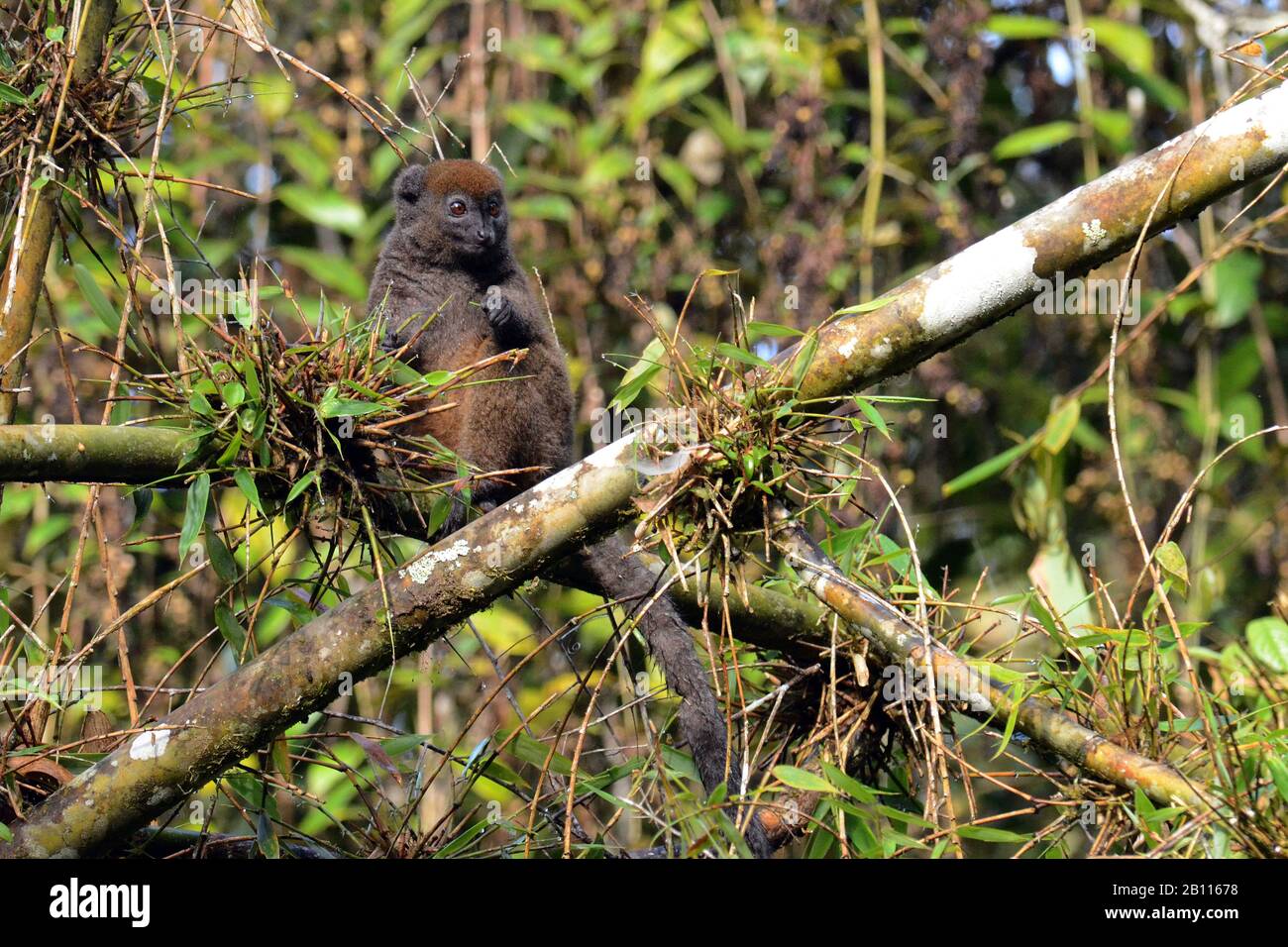 Östlicher weniger Bambuslemur, ostgrauer Bambuslemur, ostgrauer sanfter Lemur (Hapalemur griseus), sitzt auf Bambus, Madagaskar Stockfoto