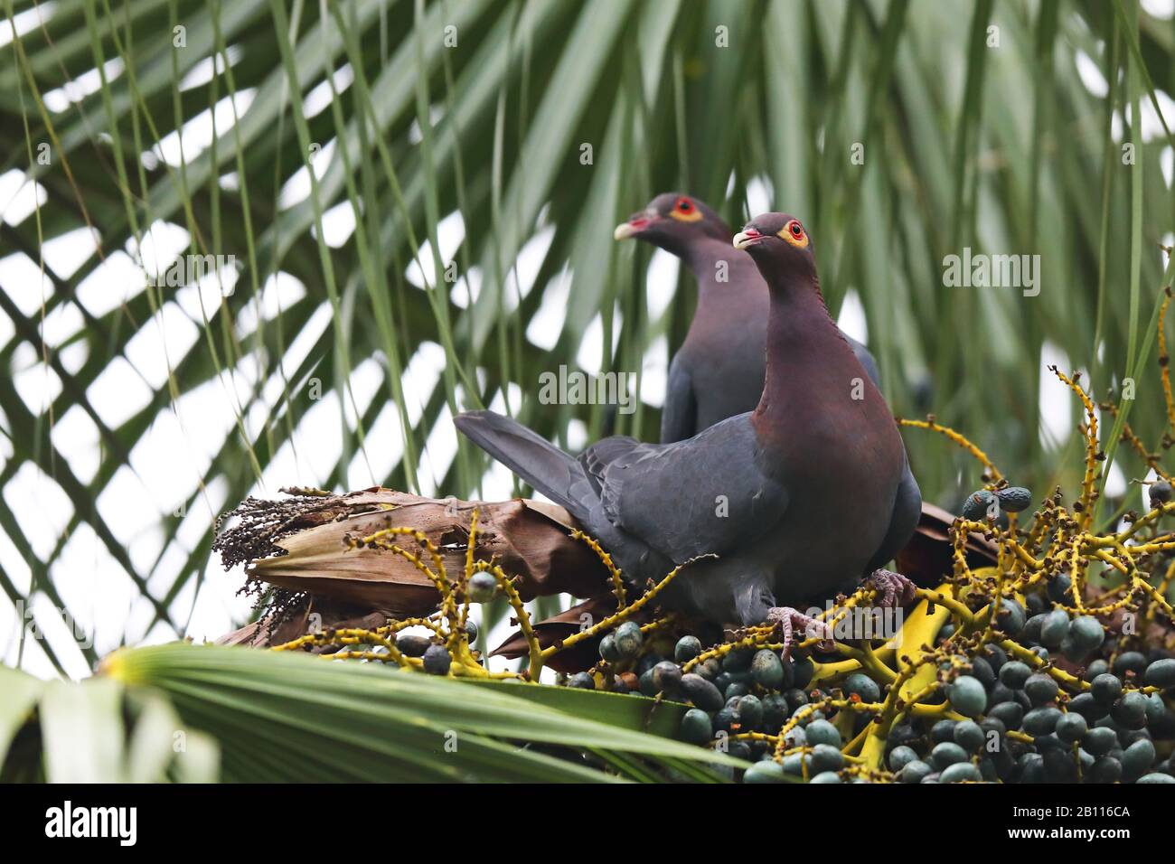 Schuppige Taube, Rothals-Fruchttaube (Patagioenas squamosa), Paar sitzt auf Palme, Kuba Stockfoto