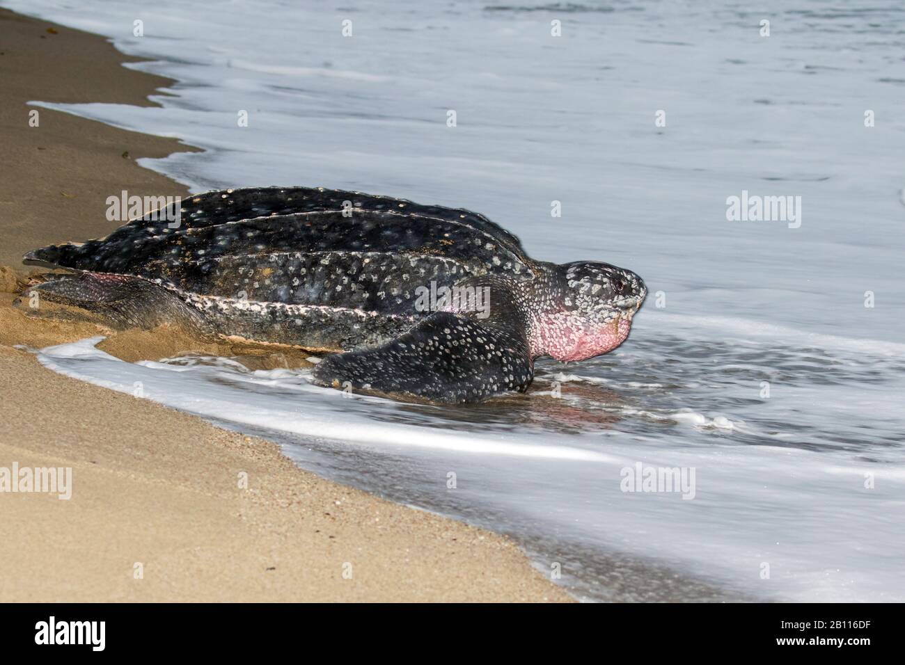 Lederschildkröte, Lederschildkröte, Kunstschildkröte, Luttenschildkröte (Dermochelys coriacea), größte lebende Schildkröte, am Strand, Trinidad und Tobago, Trinidad Stockfoto