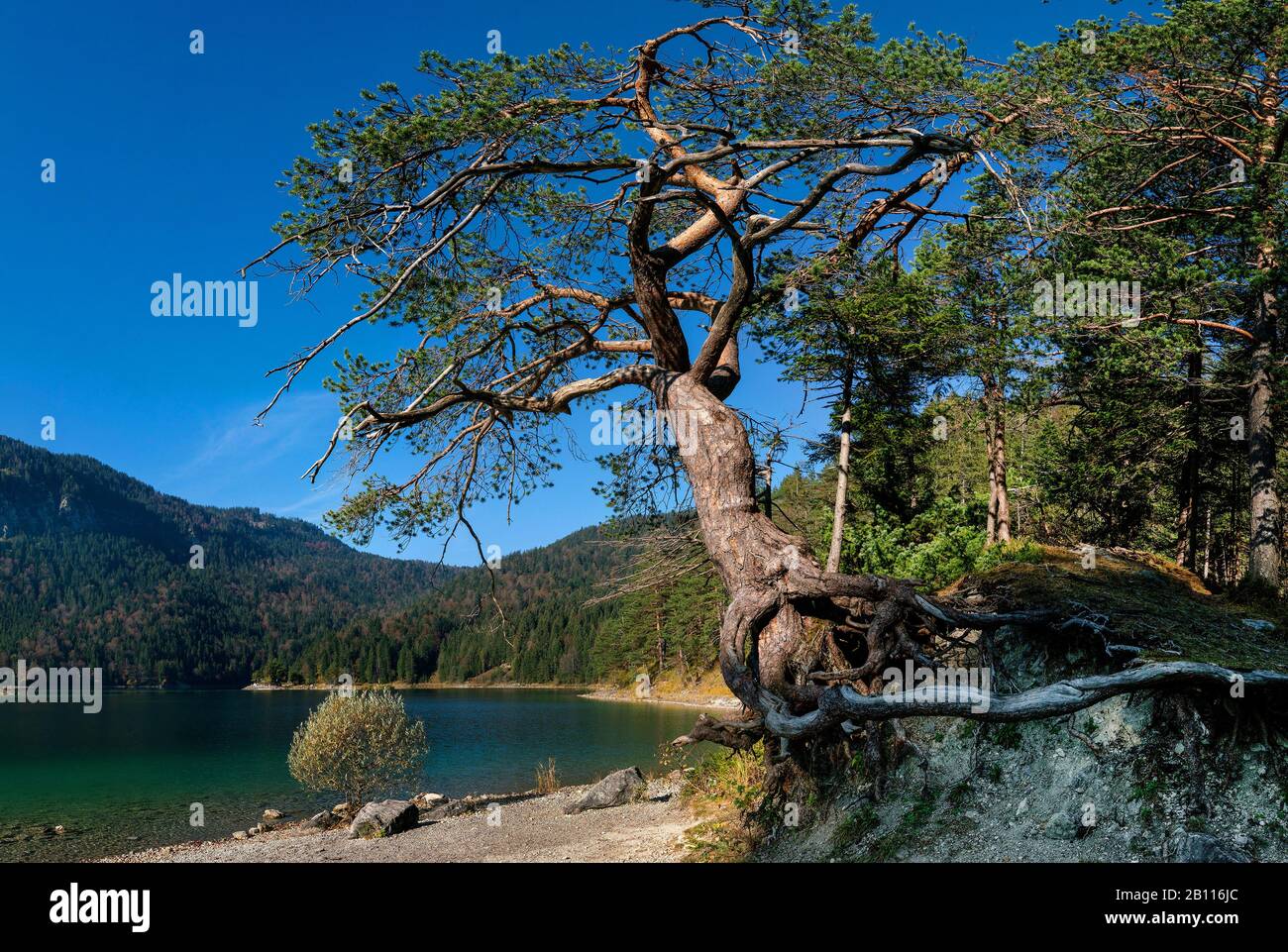 Scotch Pine, Scots Pine (Pinus sylvestris), alte Einwurzelpine am Eibsee, Deutschland, Bayern, Wettersteingebirge, Garmisch-Partenkirchen Stockfoto