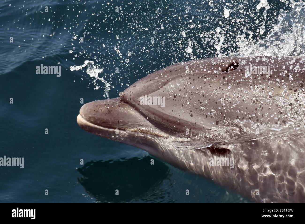 Bottlenosed Delfin, Common Bottle-nased Delphin (Tursiops truncatus), Schwimmen im offenen Ozean, Atlantik Stockfoto