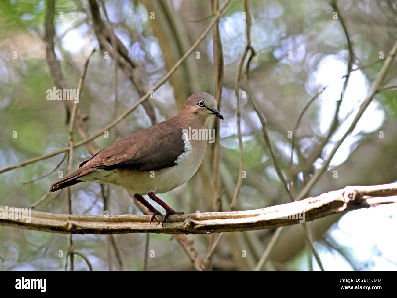 Grenada Taube (Leptotila wellsi), auf einer Filiale, Seitenansicht, Grenada Stockfoto