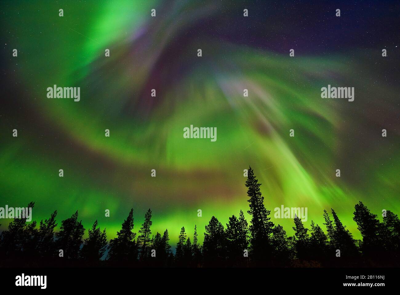 Polarlicht über Wald, Schweden, Lappland, Norrbotten Stockfoto