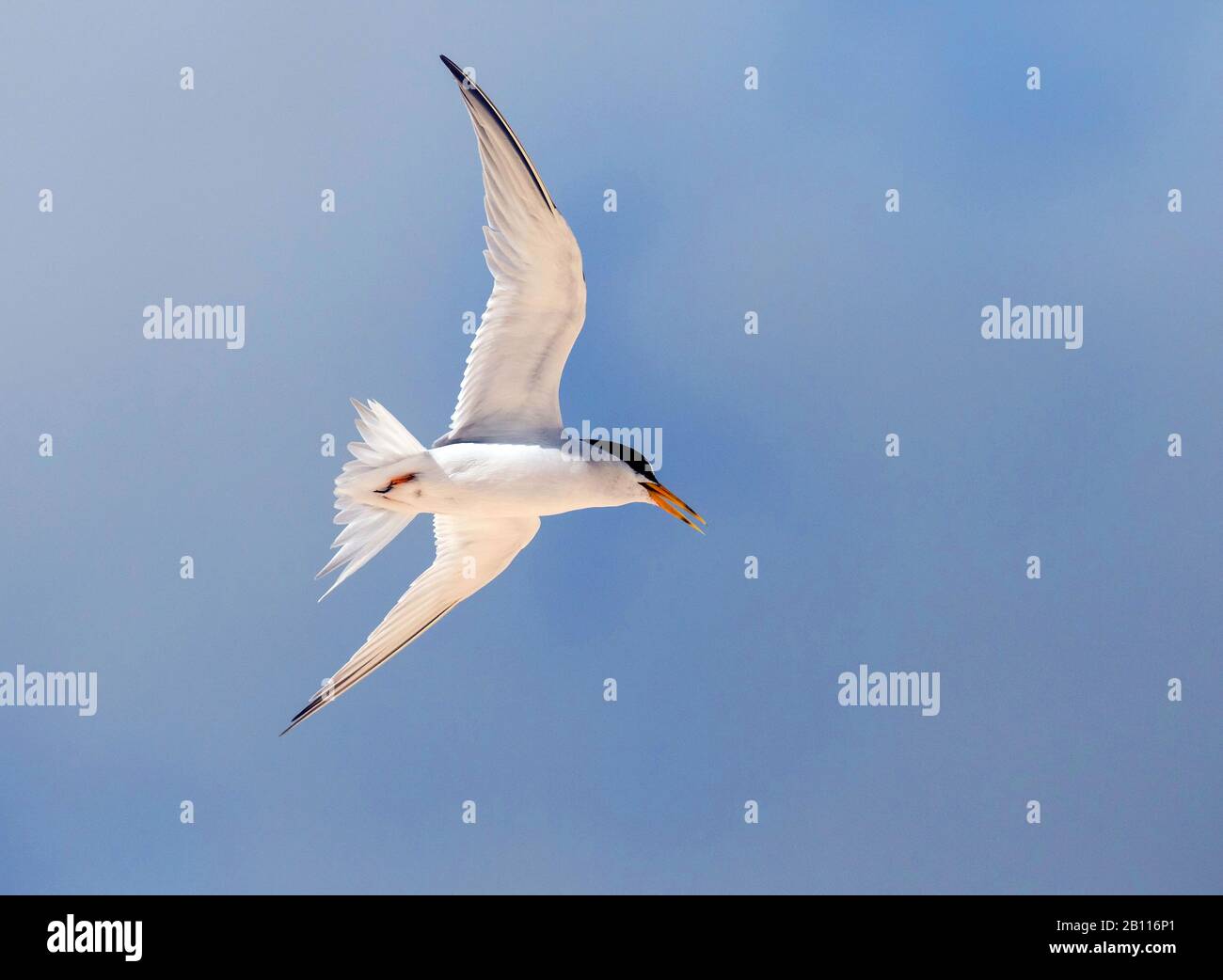 Am wenigsten tern (Sternula antillarum, Sterna antillarum), im Flug, Antigua und Barbuda Stockfoto