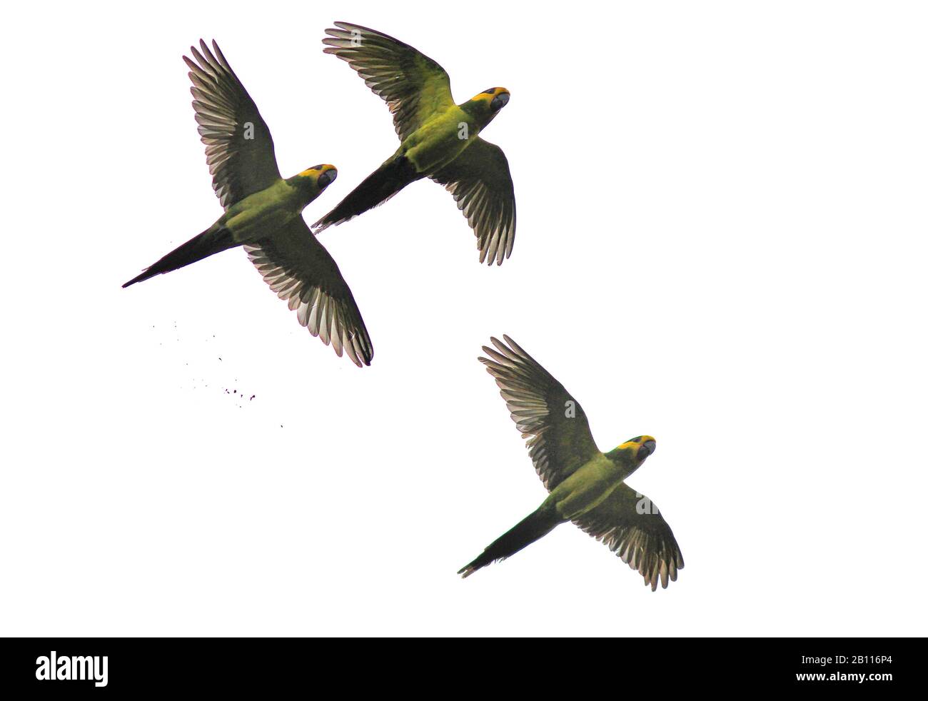 Gelbbauchzauber (Ognorhynchus icterotis), eine bedrohte Art der kolumbianischen Anden., Kolumbien Stockfoto