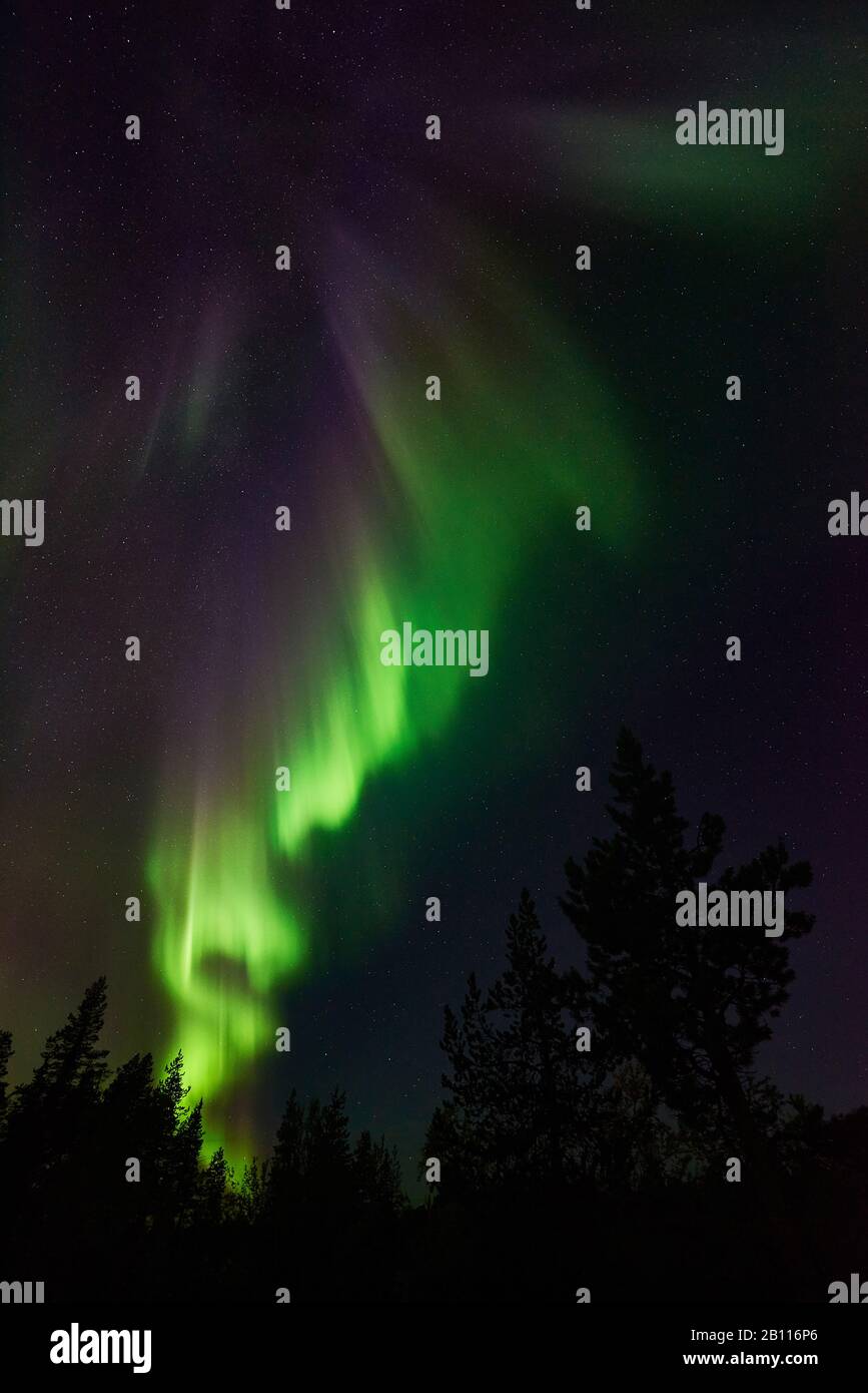 Polarlicht über Wald, Schweden, Lappland, Norrbotten Stockfoto