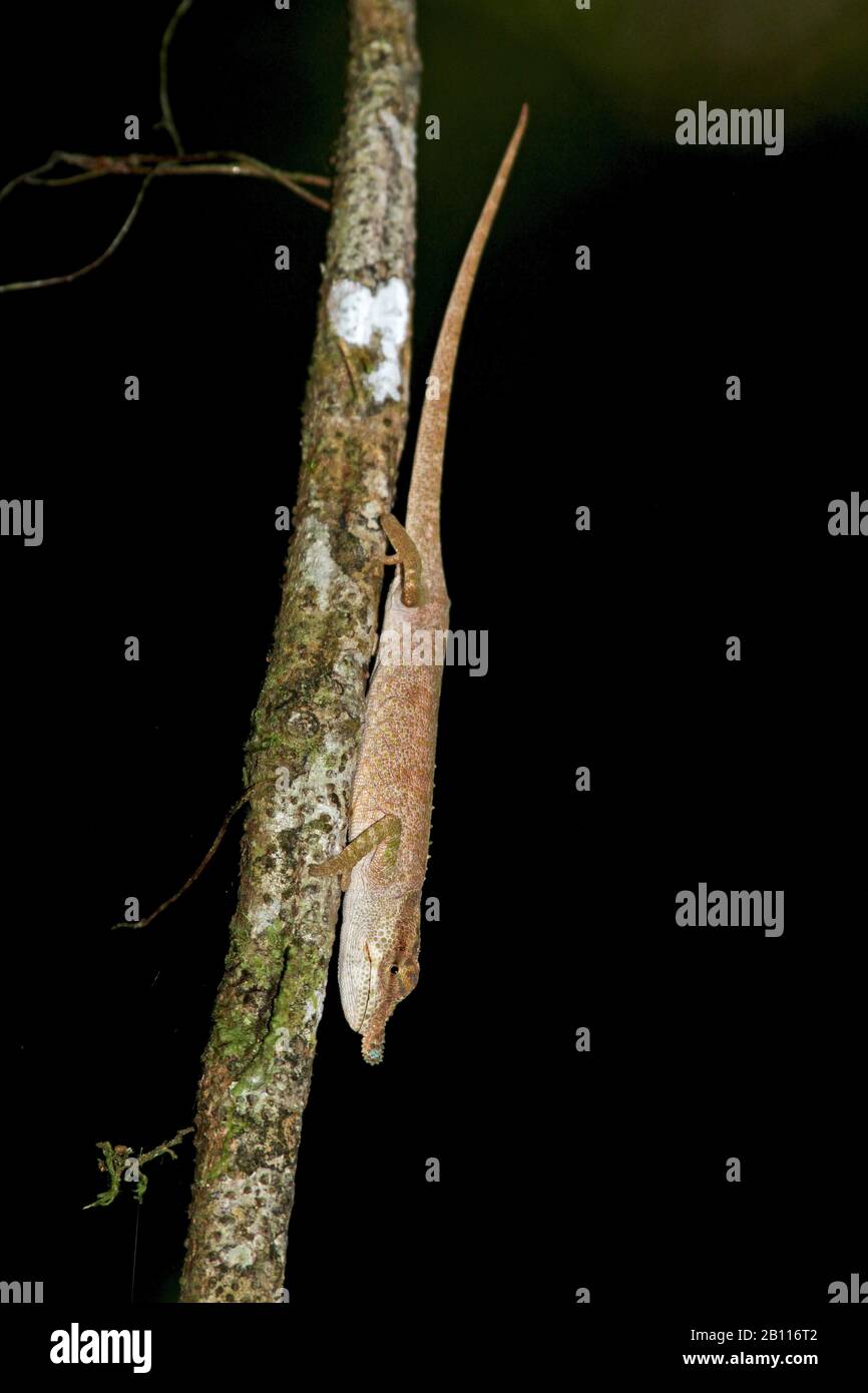 Nasengemornte Chamäleons (Calumma nasutum), Kopf zuerst auf einen Baumstamm, Madagaskar, Amber Mountain National Park Stockfoto