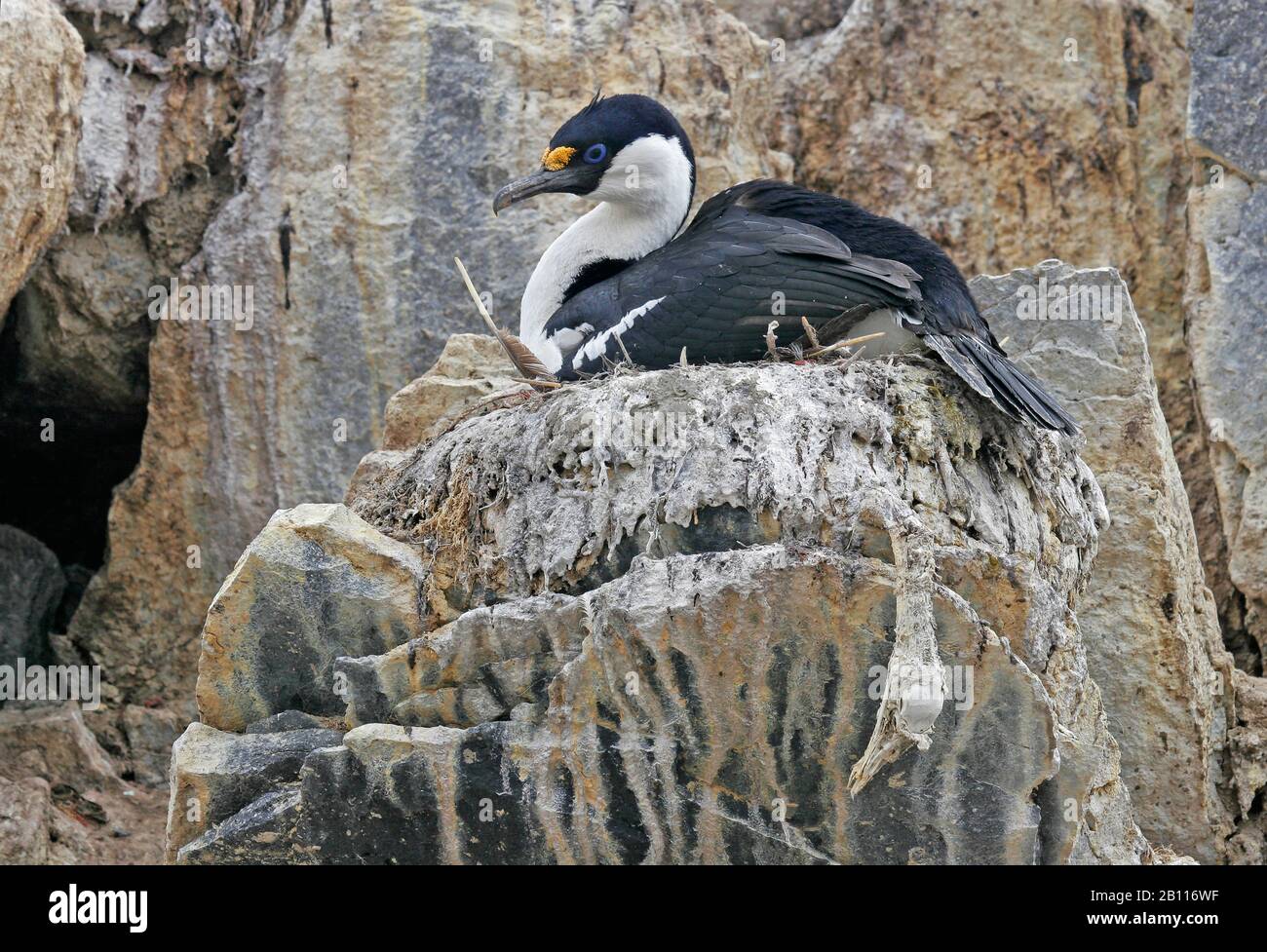 Antarktisschag (Phalacrocorax bransfieldensis, Leucocarbo bransfieldensis), Rassen, Antarktis Stockfoto