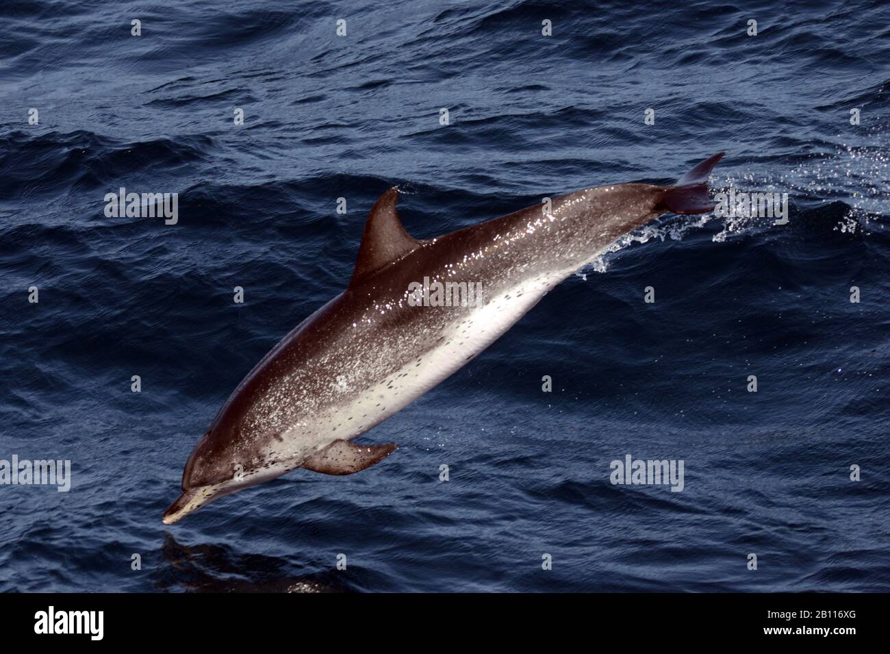 Atlantischer Delfin (Stenella frontalis), springt aus dem Meer, Kap Verde Stockfoto